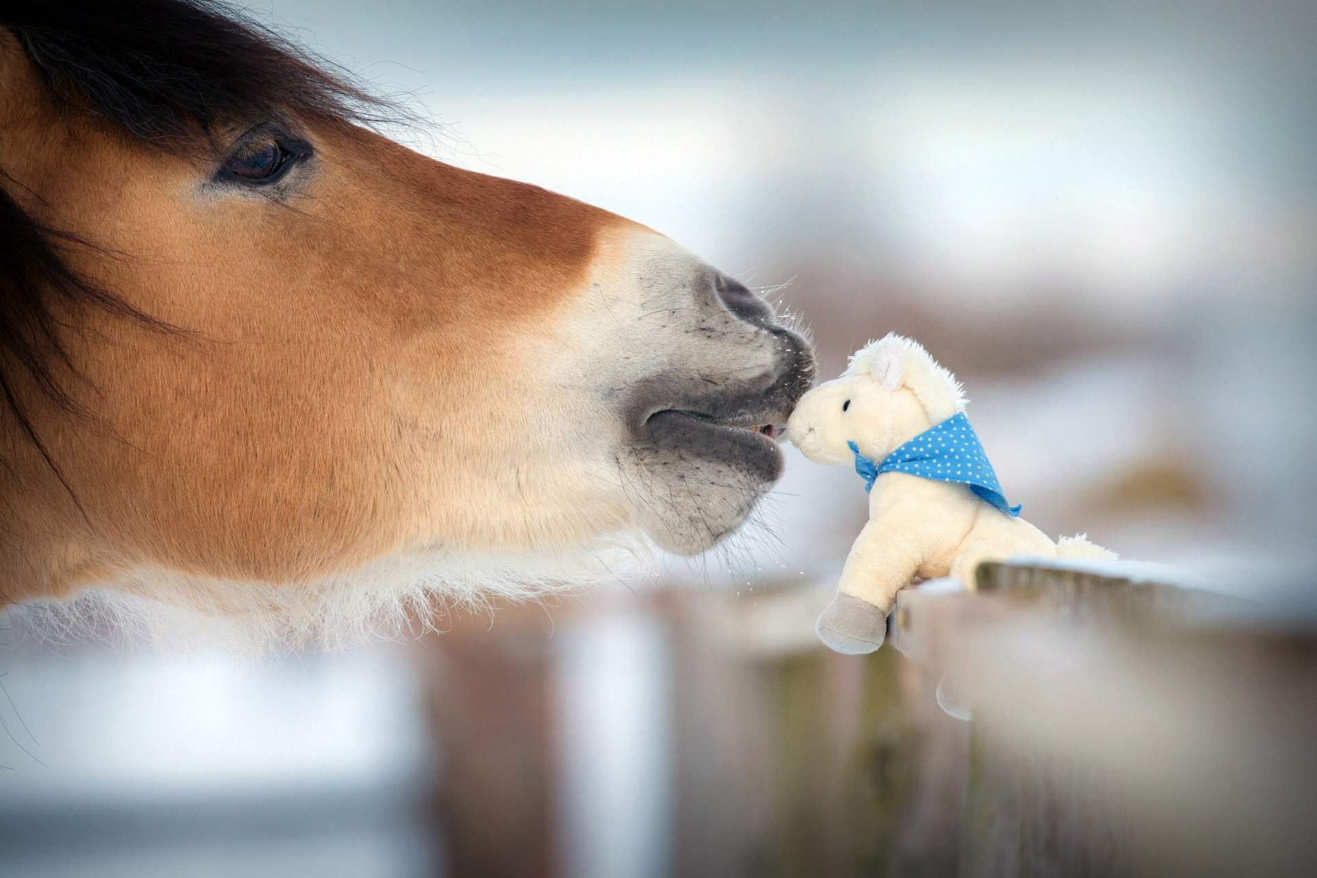 pferd natur tiere winter bekanntschaft zärtlichkeit freundlichkeit lernen figur spielzeug pferd souvenir befestigt zaun reisen mein planet unschärfe bokeh tapete