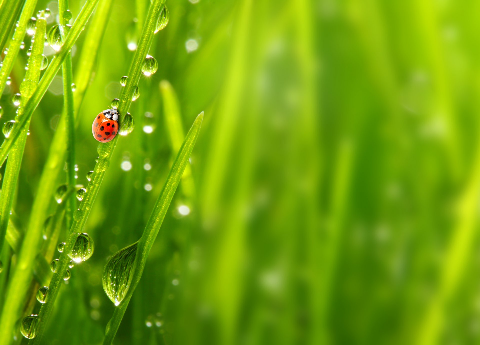 natur makro morgen gras tau tropfen marienkäfer makro am morgen tautropfen