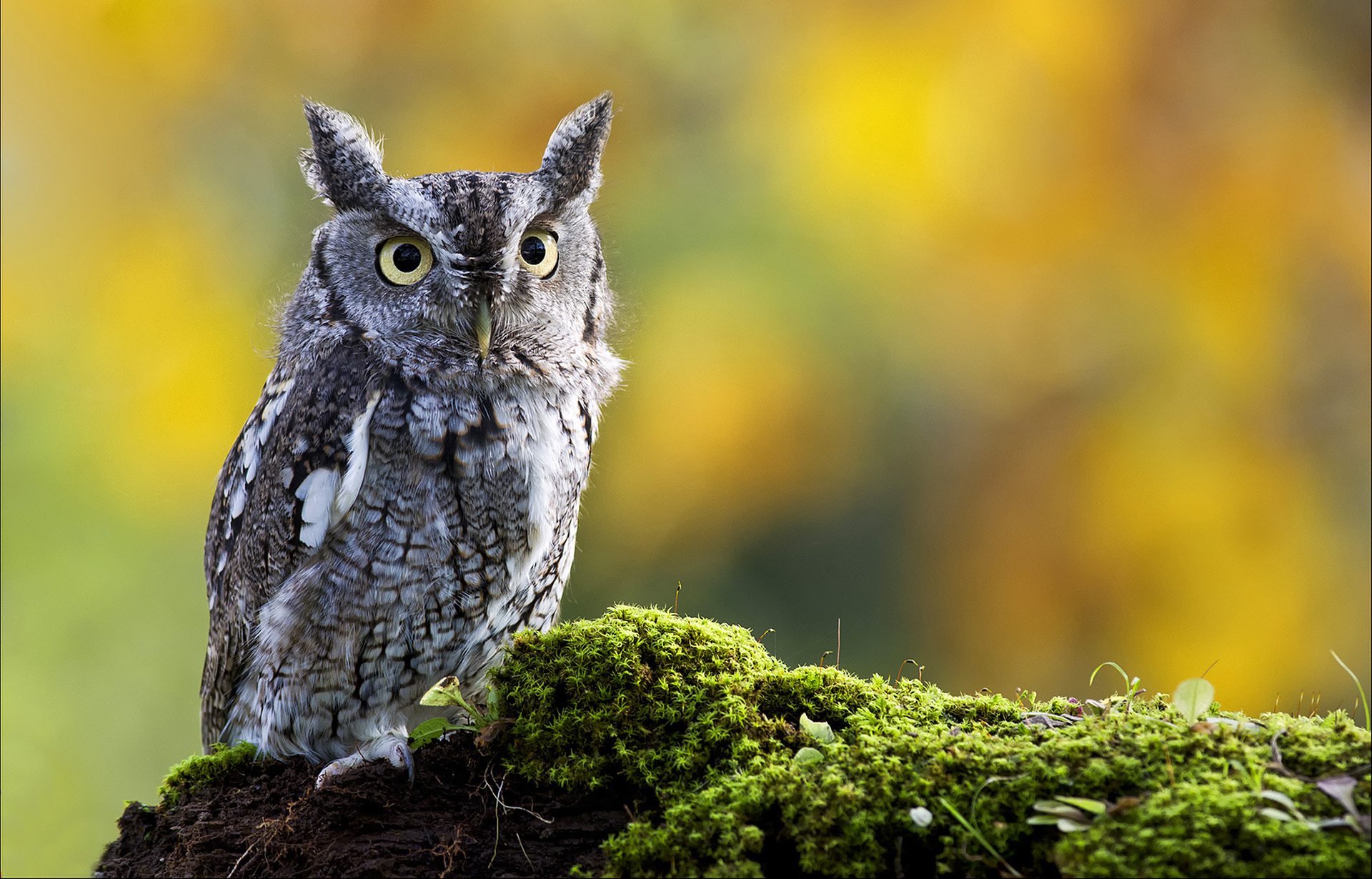 gufo orecchie uccello muschio natura