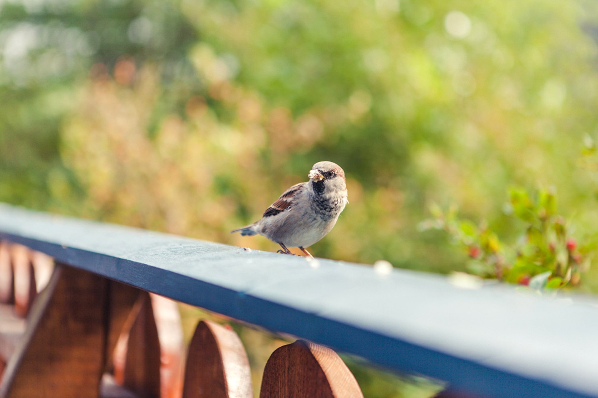 moineau oiseau plumes planche verdure flou