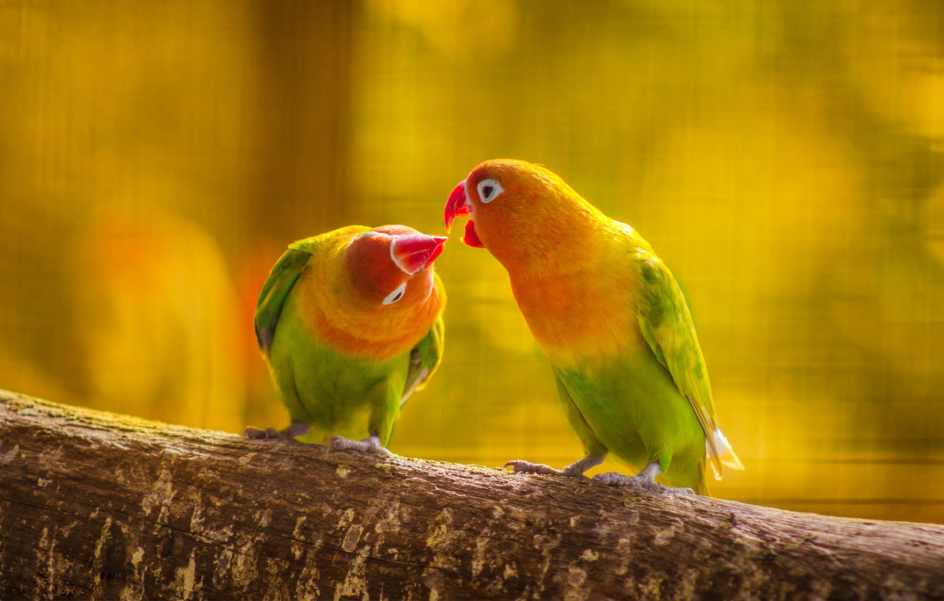 parrot the pair branch forest nature leaves beak tail feathers love kiss poultry budgies hd