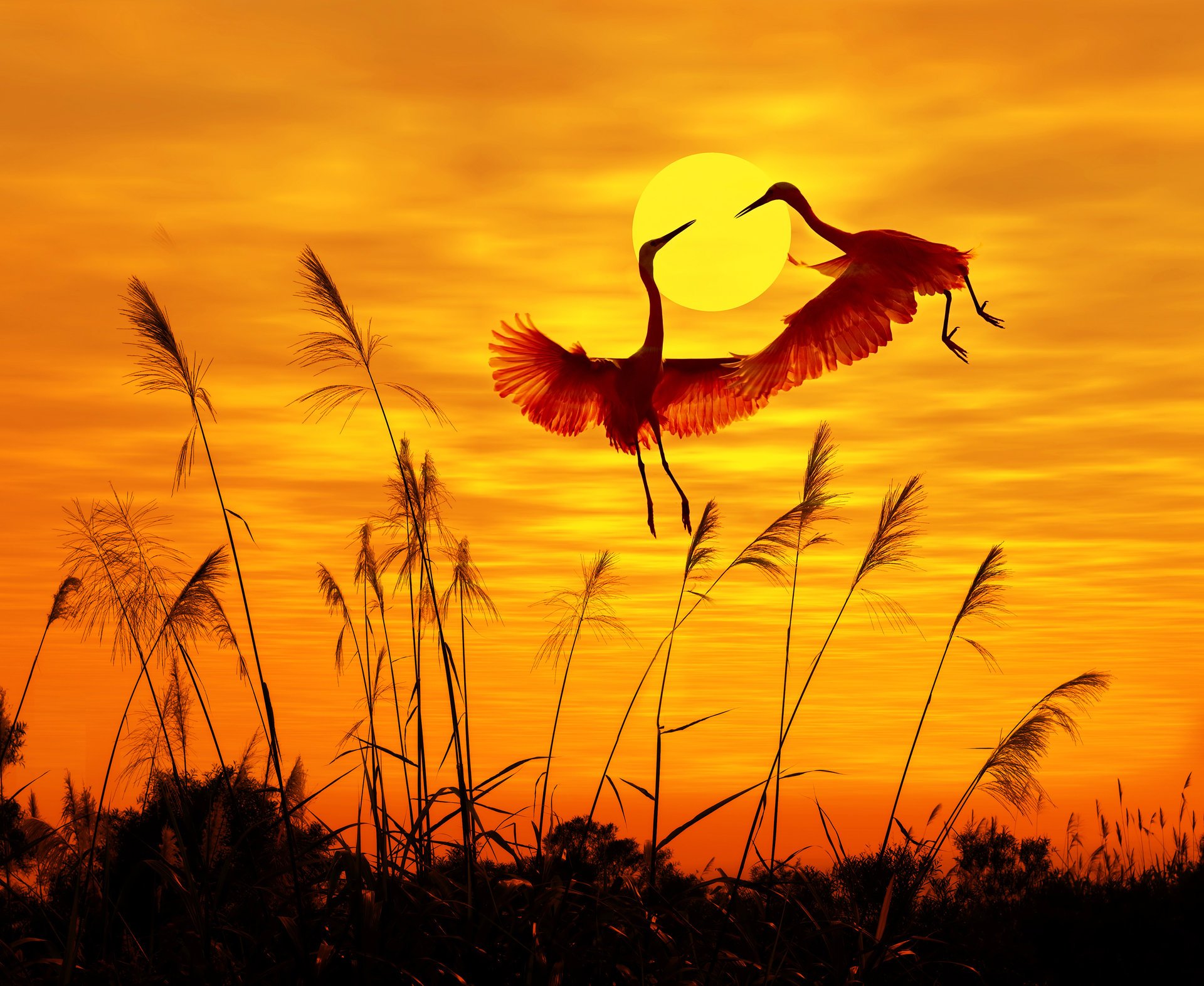 oiseaux ciel coucher de soleil oiseaux volants lumière du soleil oiseaux volants