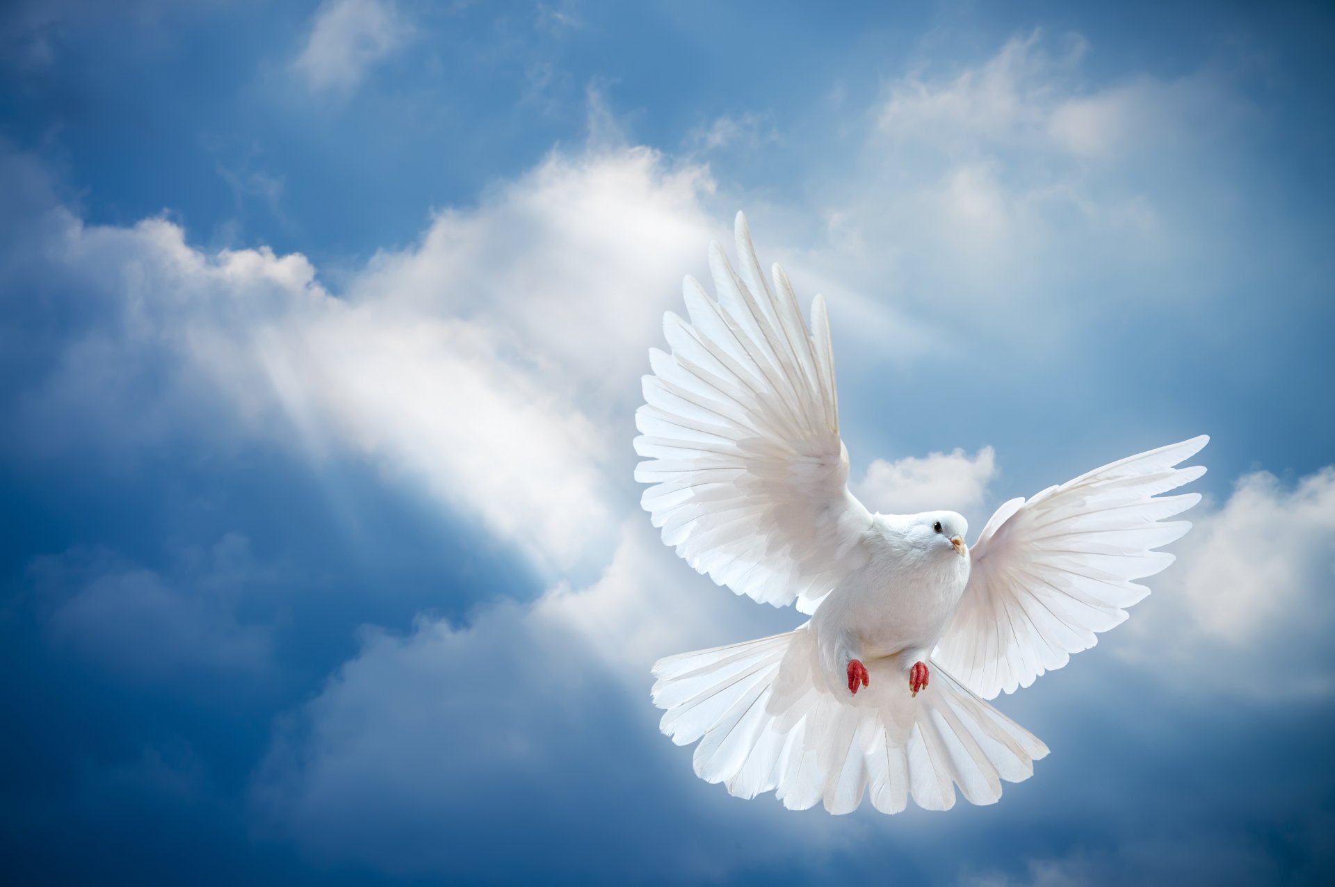 taube frieden himmel weiß weiße taube vogel sonnenstrahlen licht