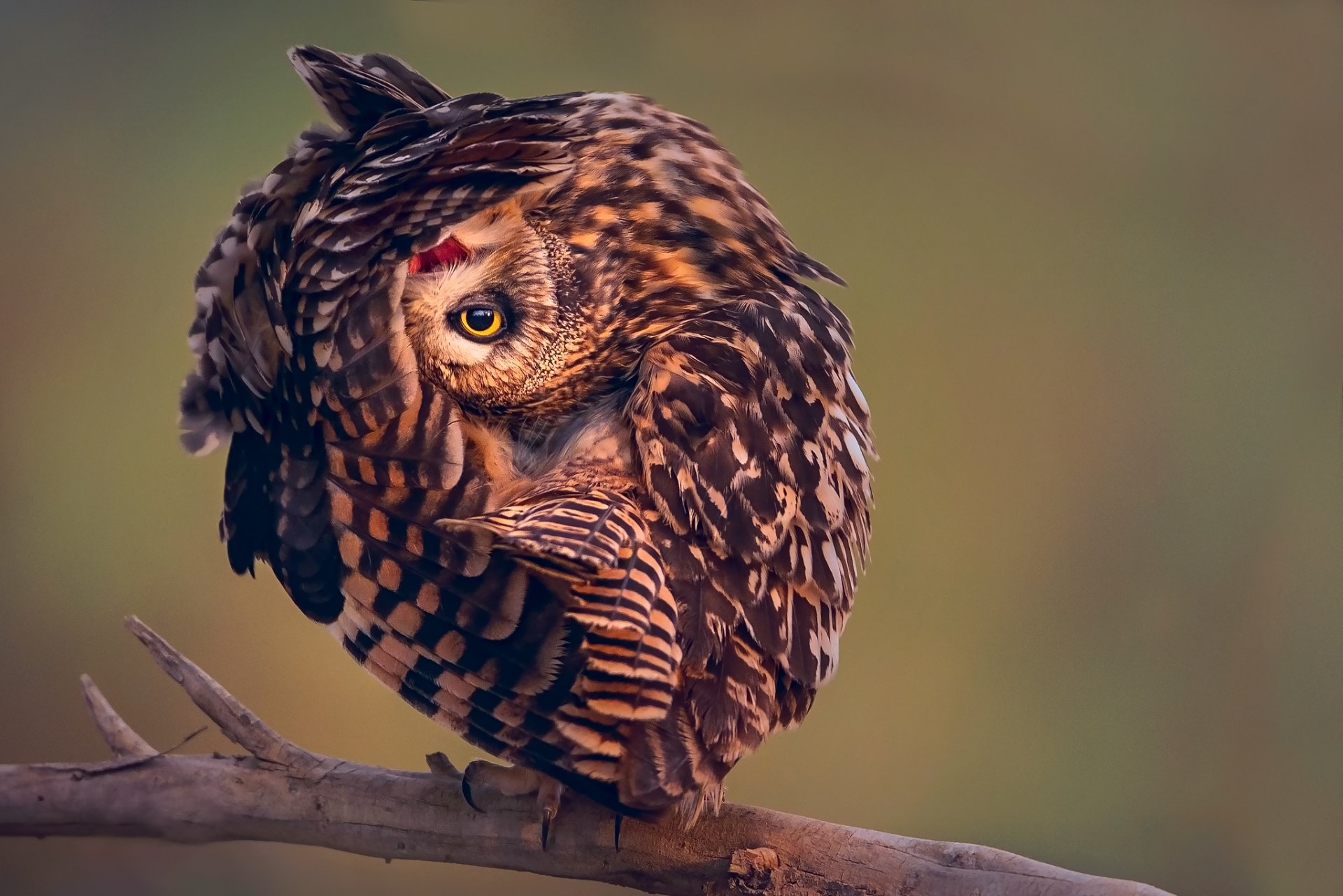 pájaro búho pose rama