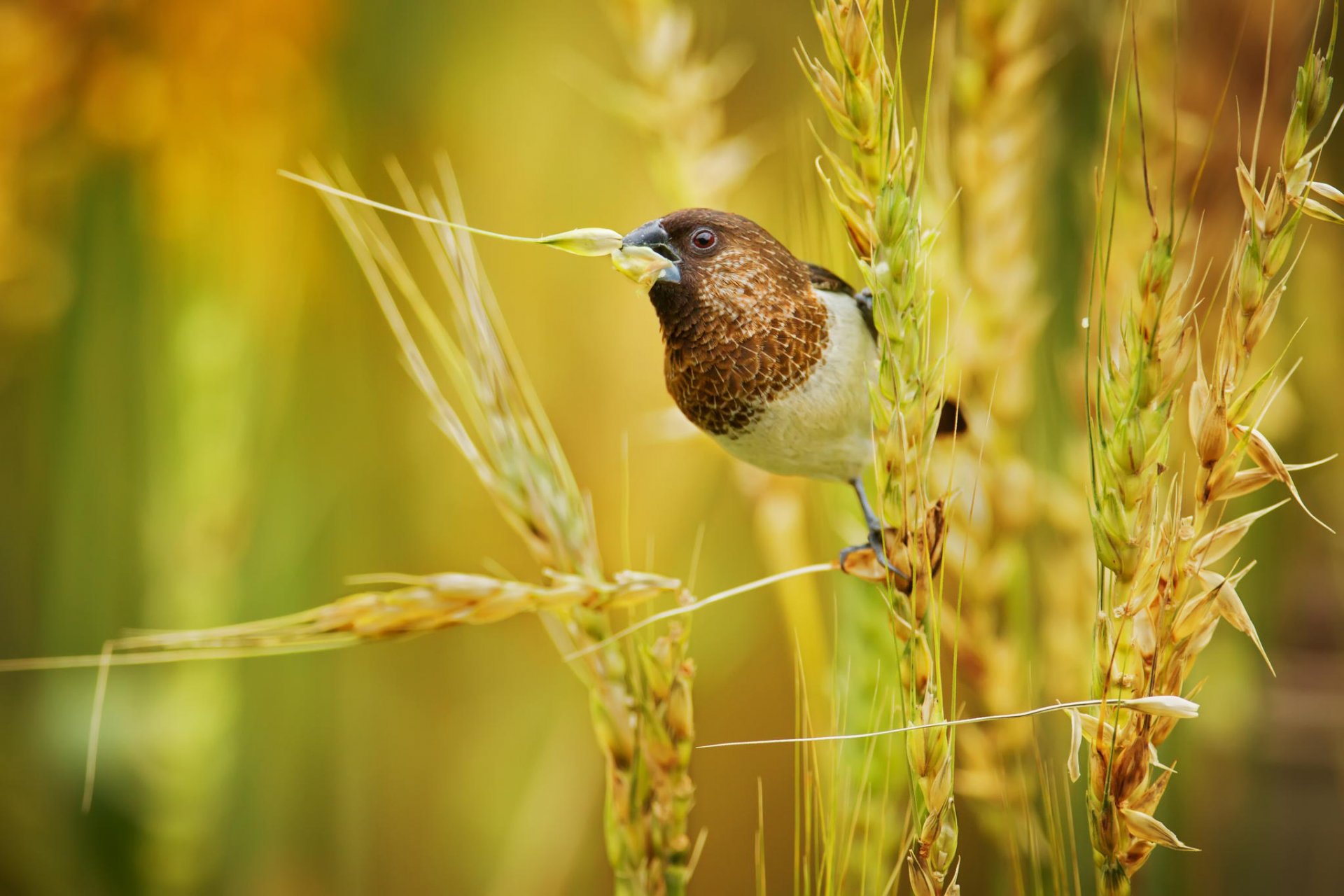 japanese finches poultry beak wheat ears plant nature close up