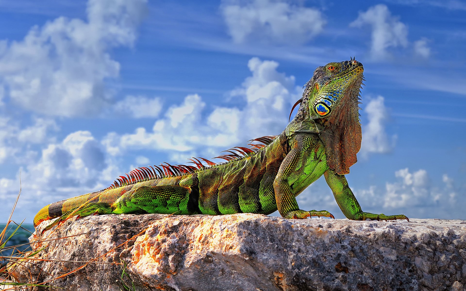 gewöhnlicher leguan grüner leguan eidechse steine himmel