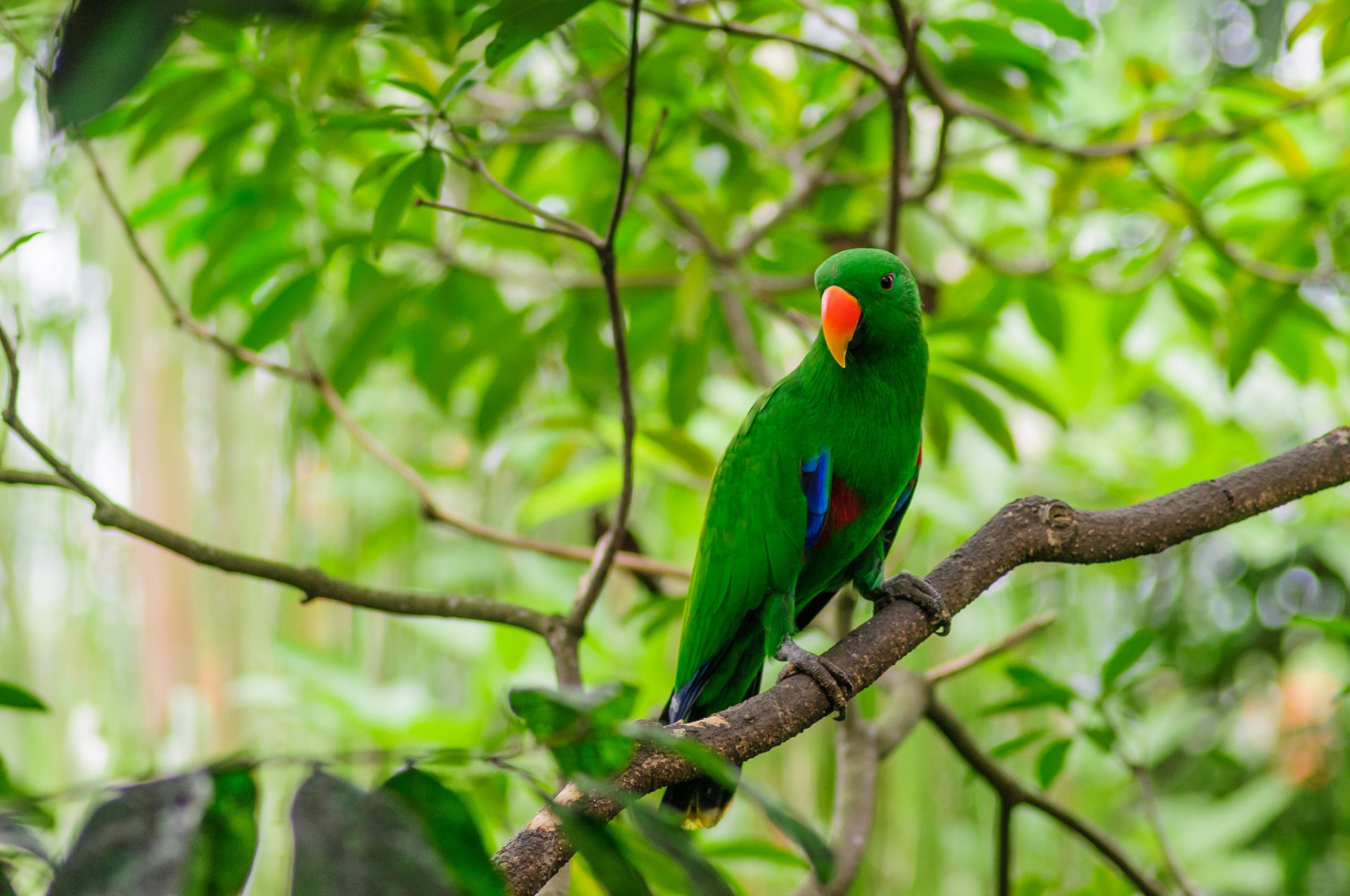 poultry parrot forest branch leaves feathers beak