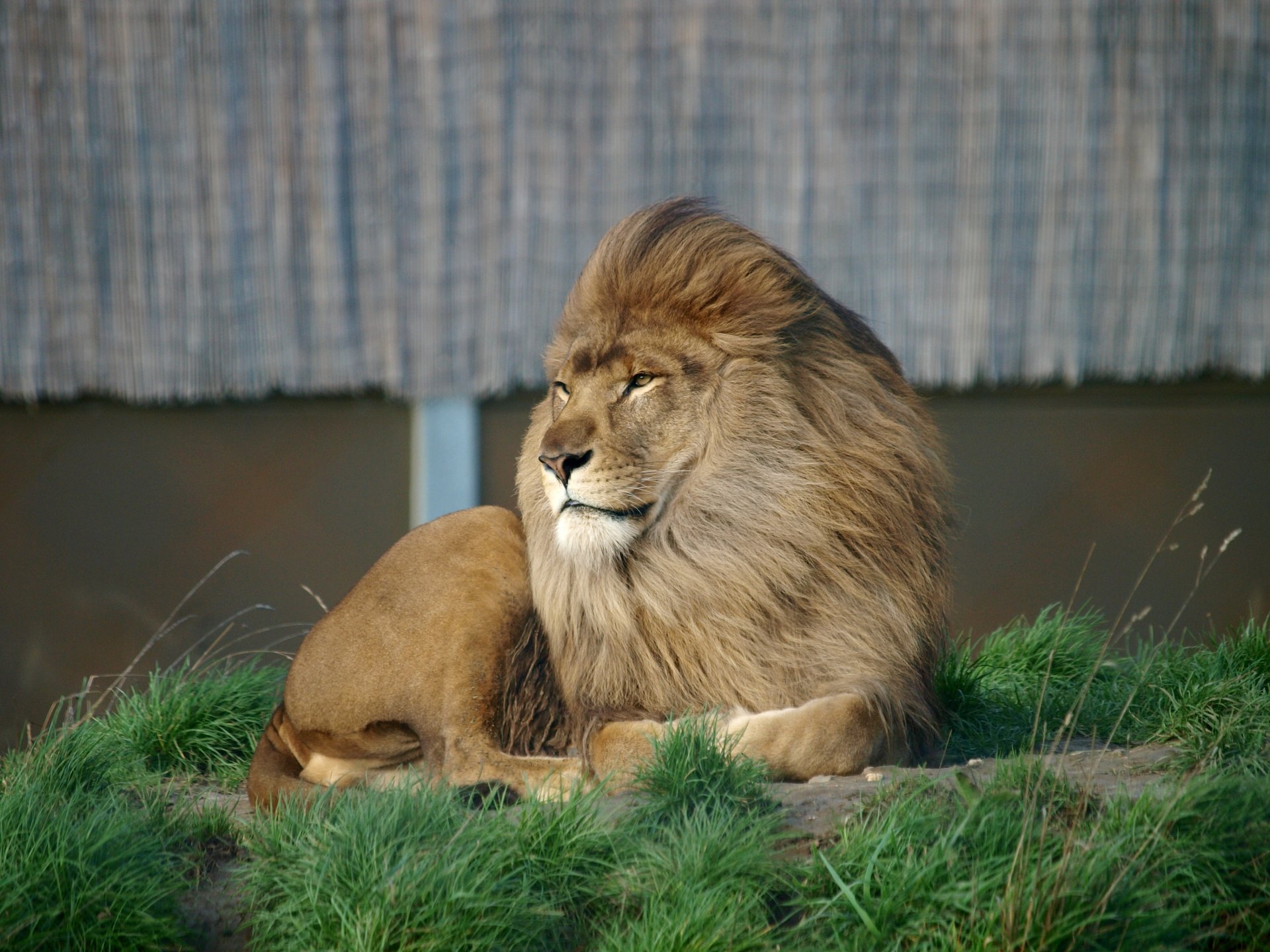 herbe lion museau yeux regard repos