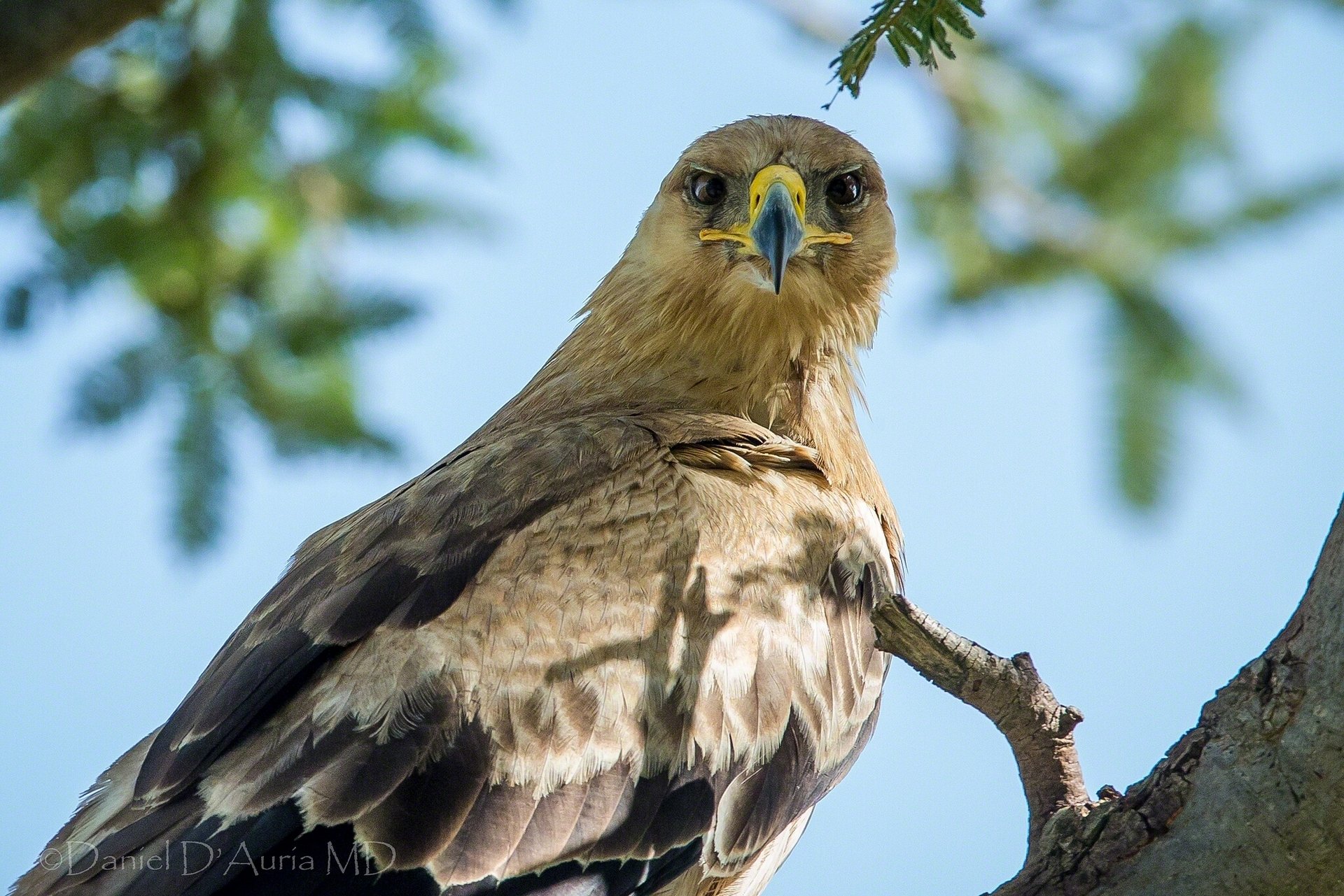 teppe eagle view bird predator