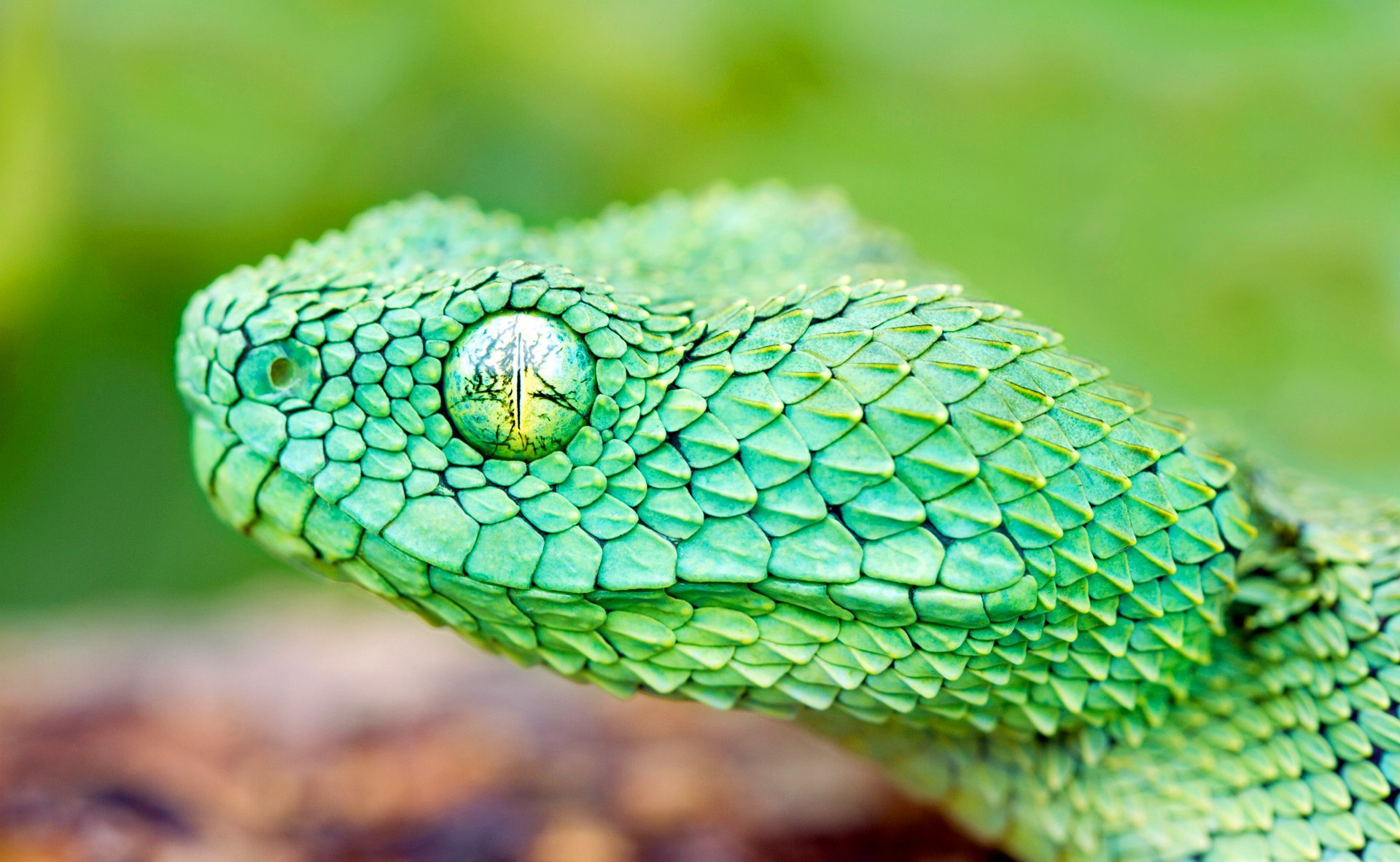 serpiente escamas cabeza ojo reptiles