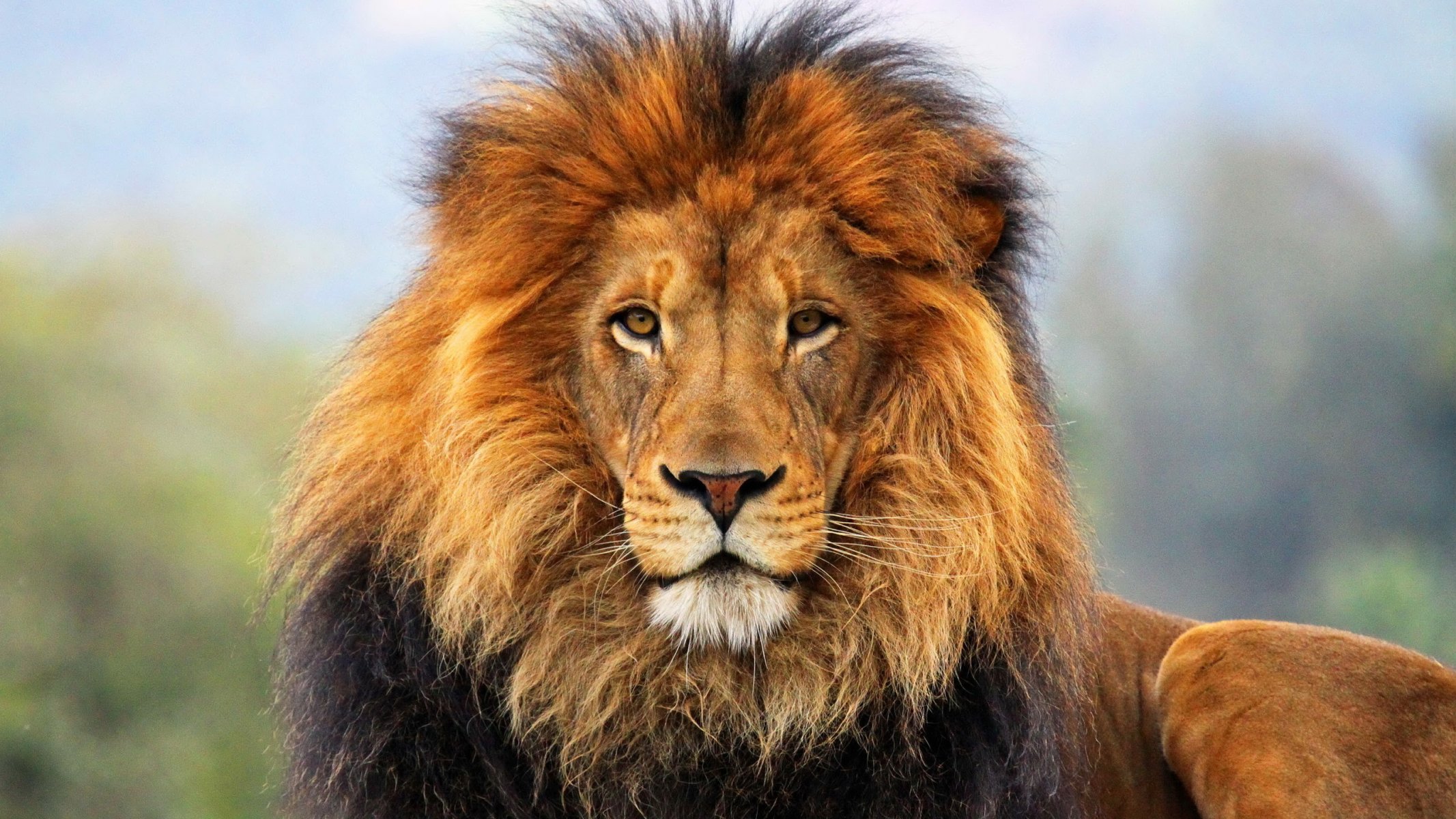 lion look head