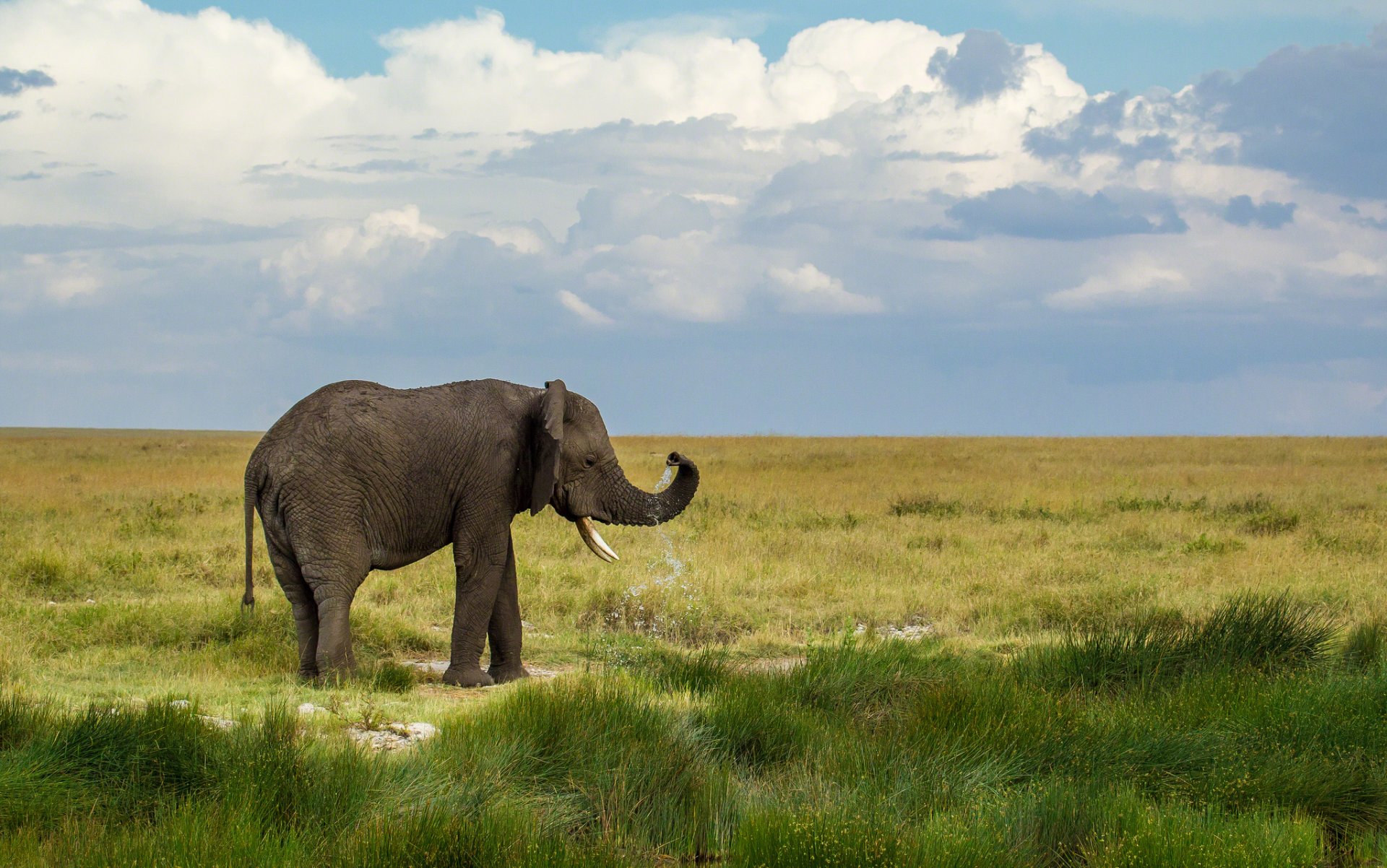 elephant landscape nature sky clouds green grass water drops spray