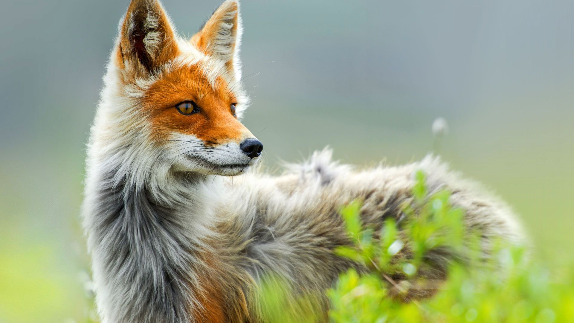 renard nature renard plante vue