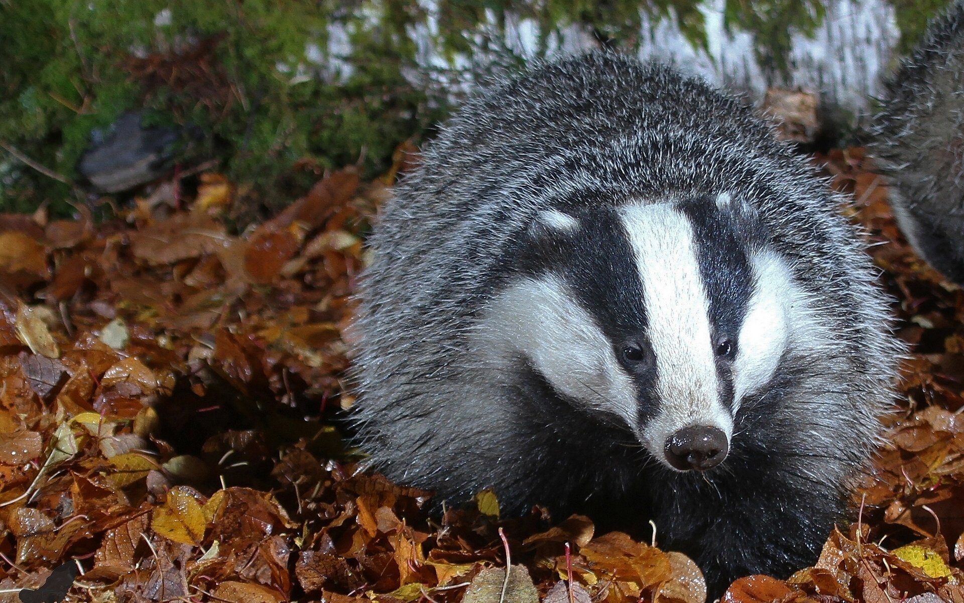 badger leaves autumn