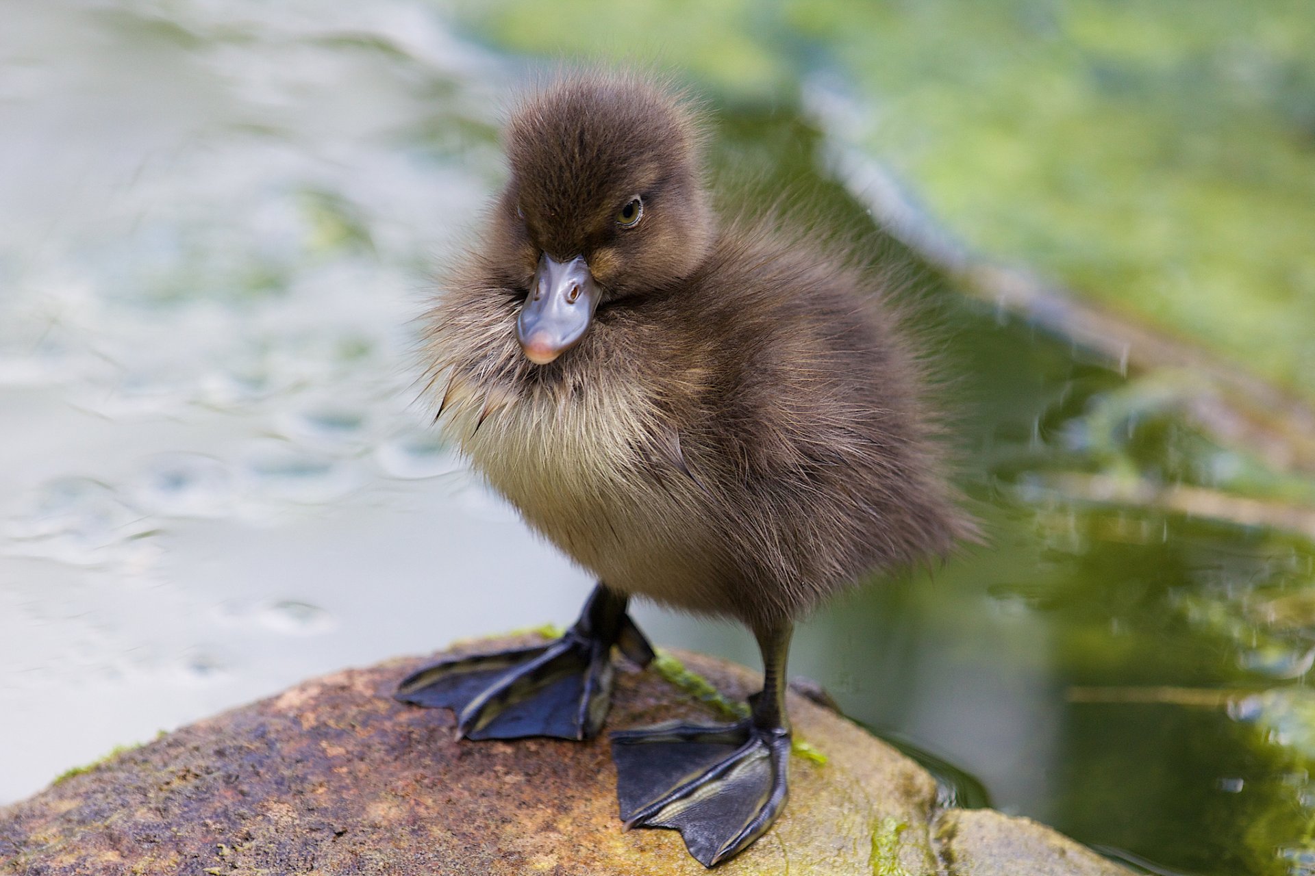 bec bébé poussin