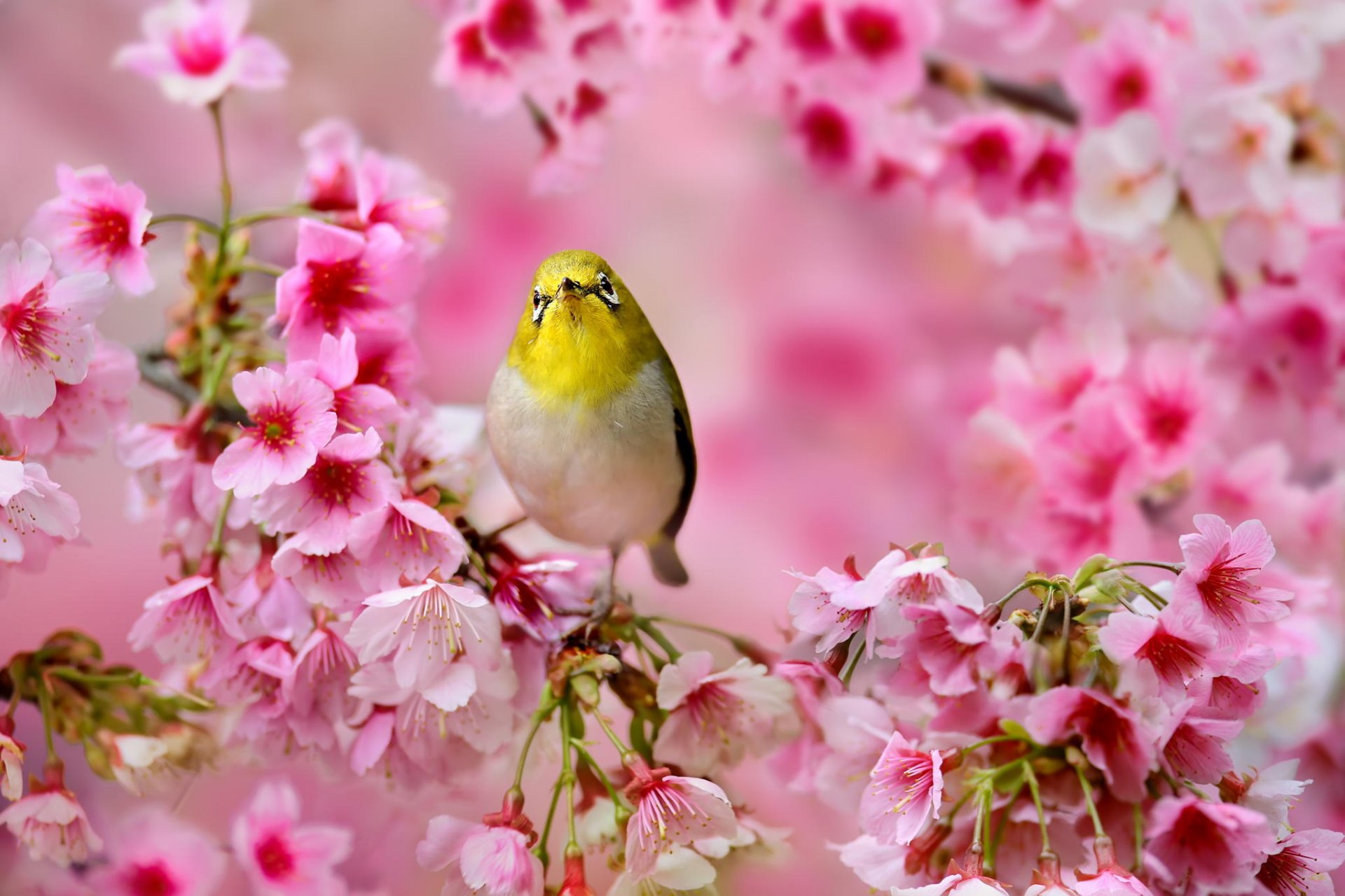 birdie japanische weiße augen sakura blumen rosa baum frühling