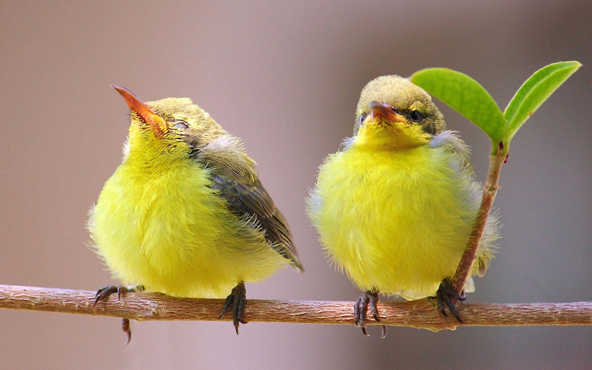 vögel paar zweig blatt natur