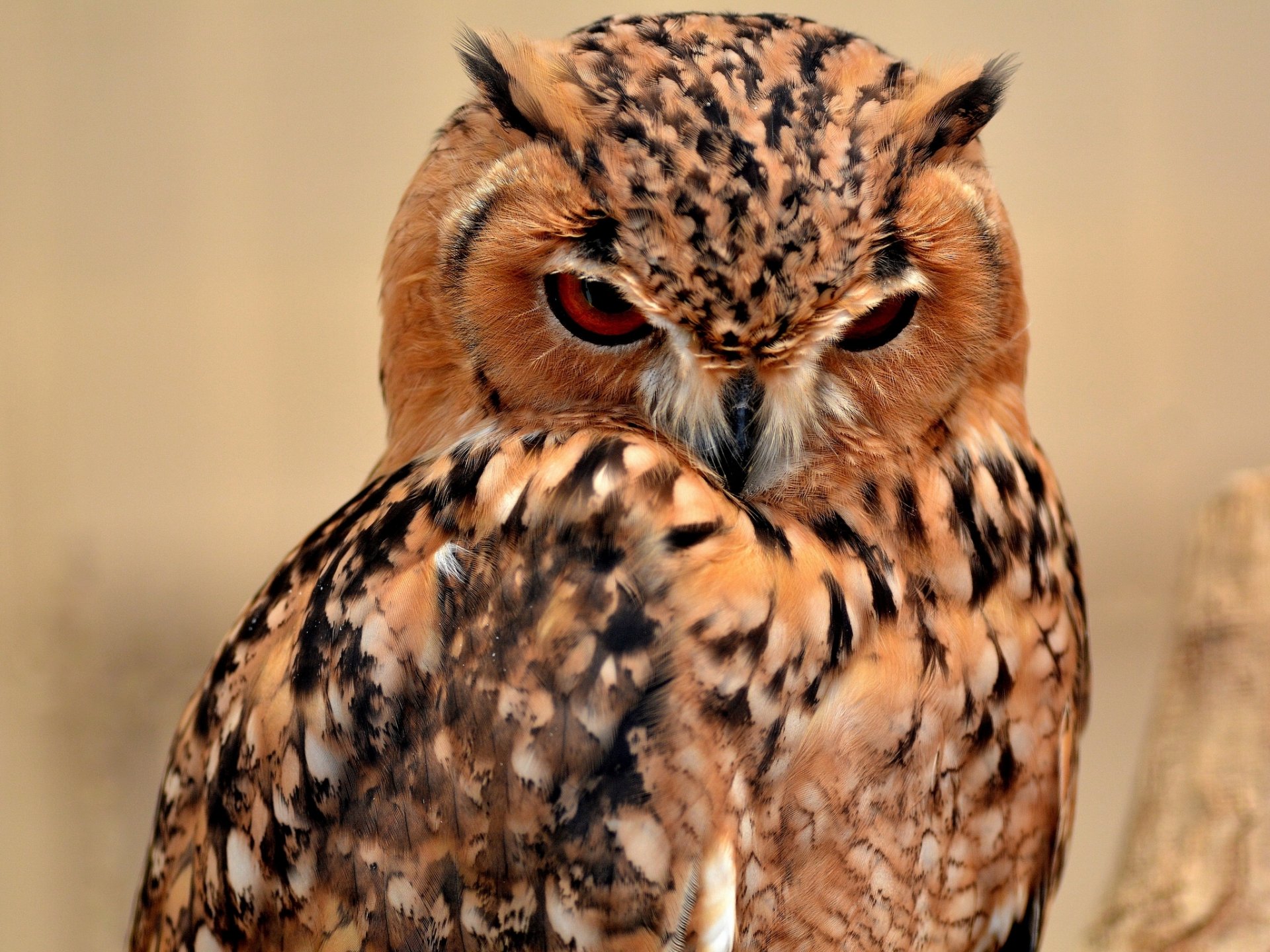 desert eagle owl owl poultry