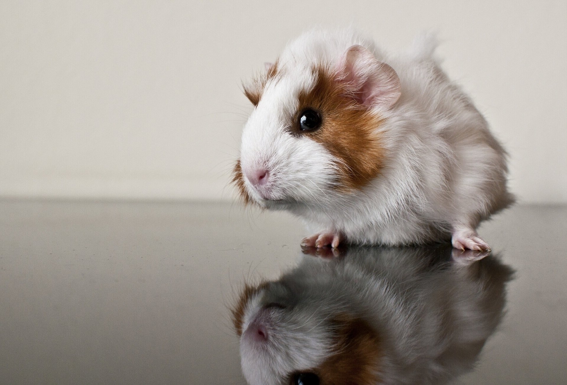 guinea pigs reflection rodent