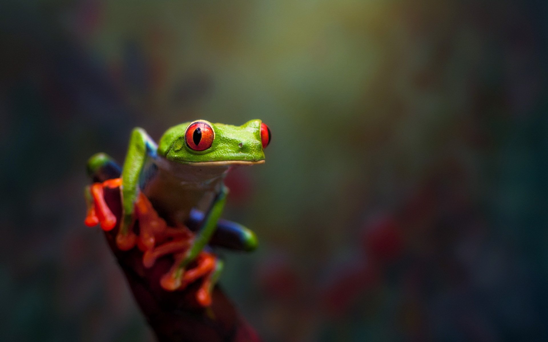 rana macro naturaleza bokeh