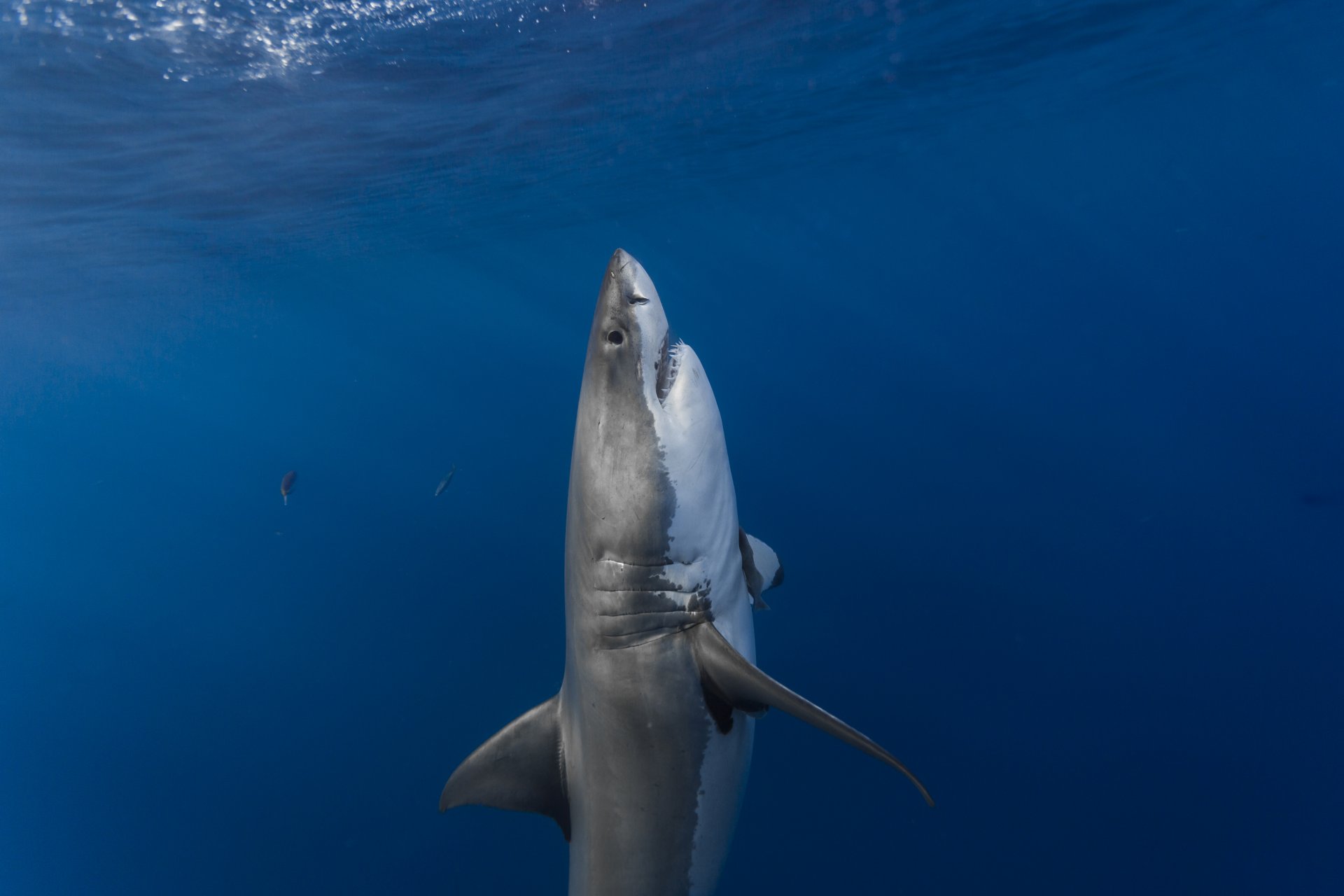 requin requin blanc vertical prédateur surface requin blanc vertical embuscade lumière du soleil