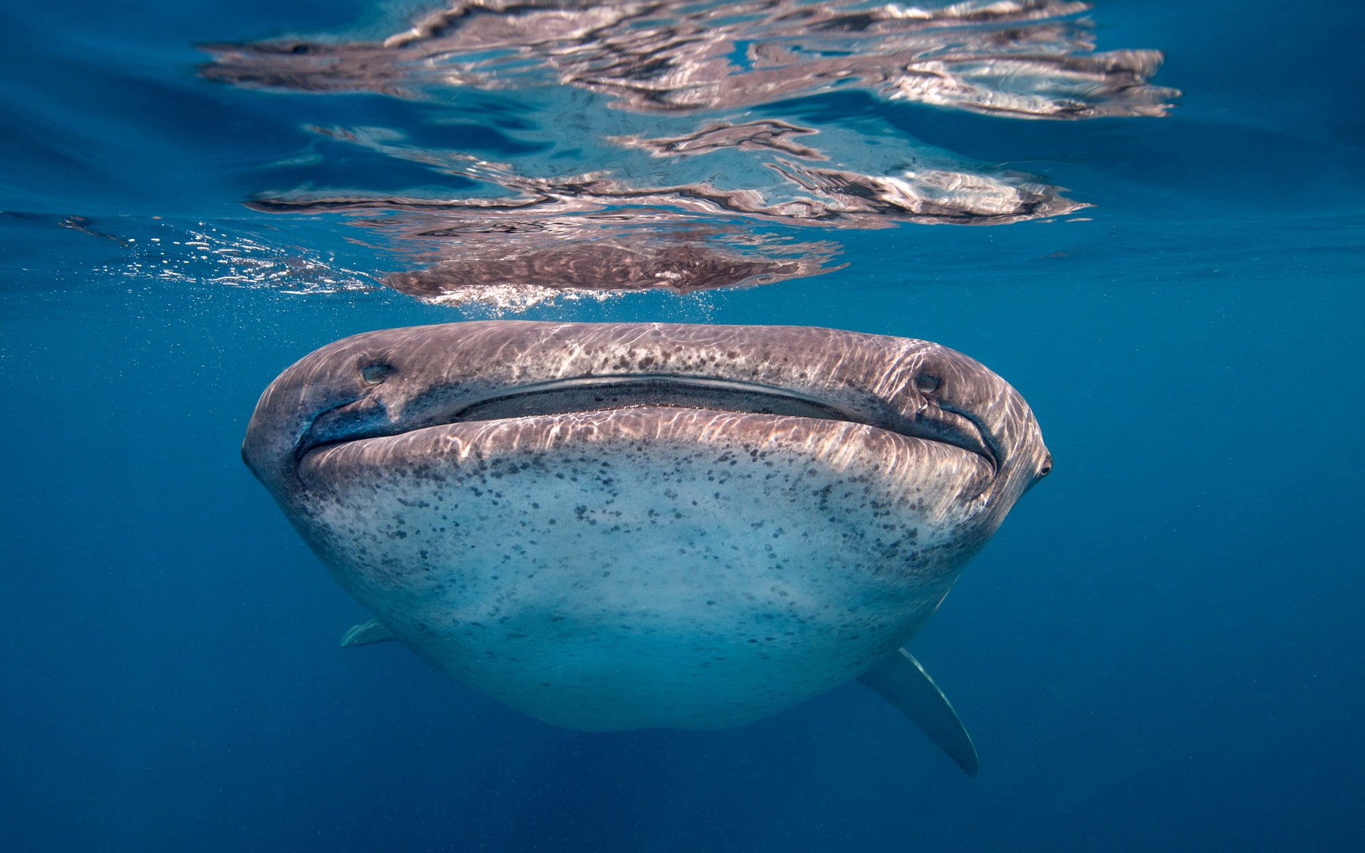 whale shark fish sea