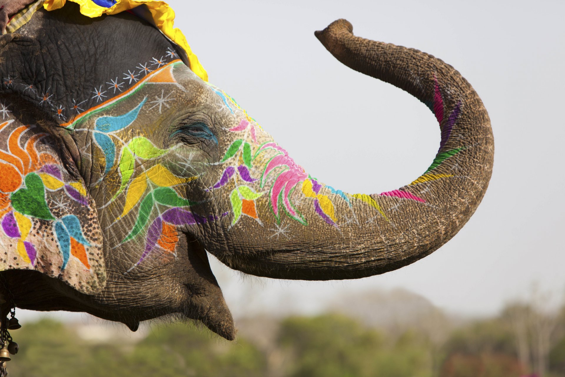 elefante pelle spessa india jaipur holi tradizione decorazione primavera colori festival multicolore pastelli vacanze viaggi il mio pianeta bokeh carta da parati