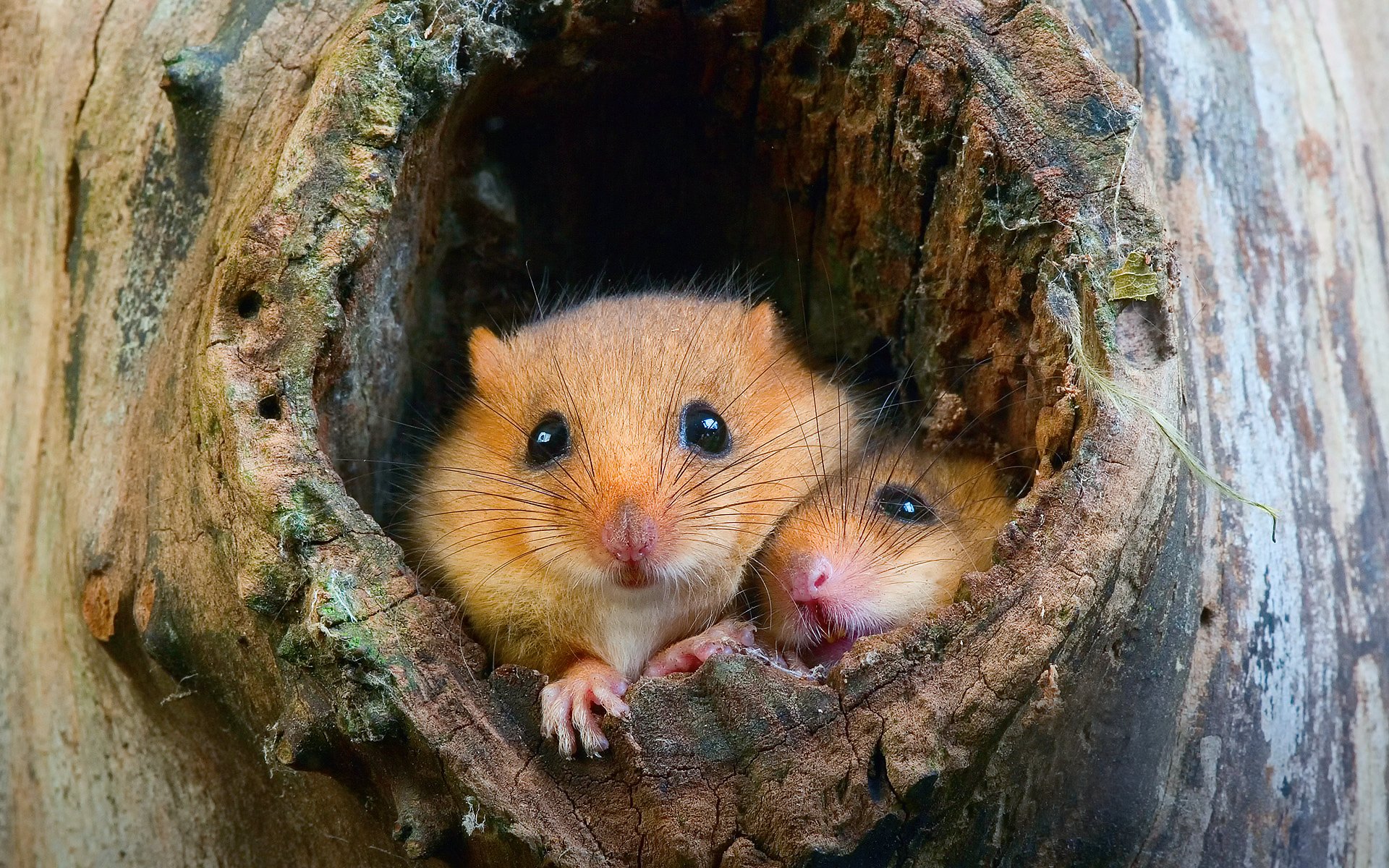 hamsters mouse rat hollow tree