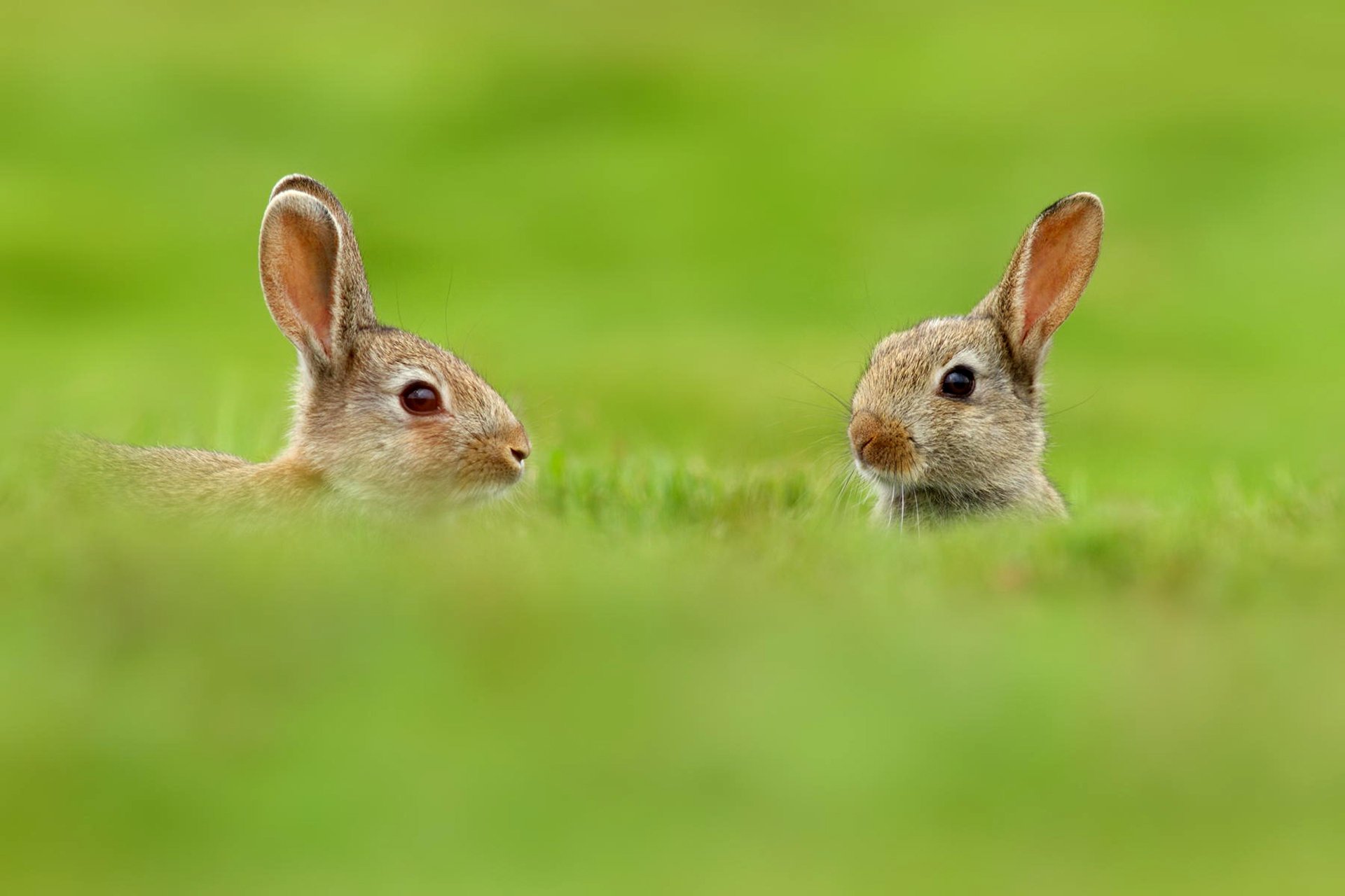 hasen tiere ohren zwei gras grüns natur unschärfe