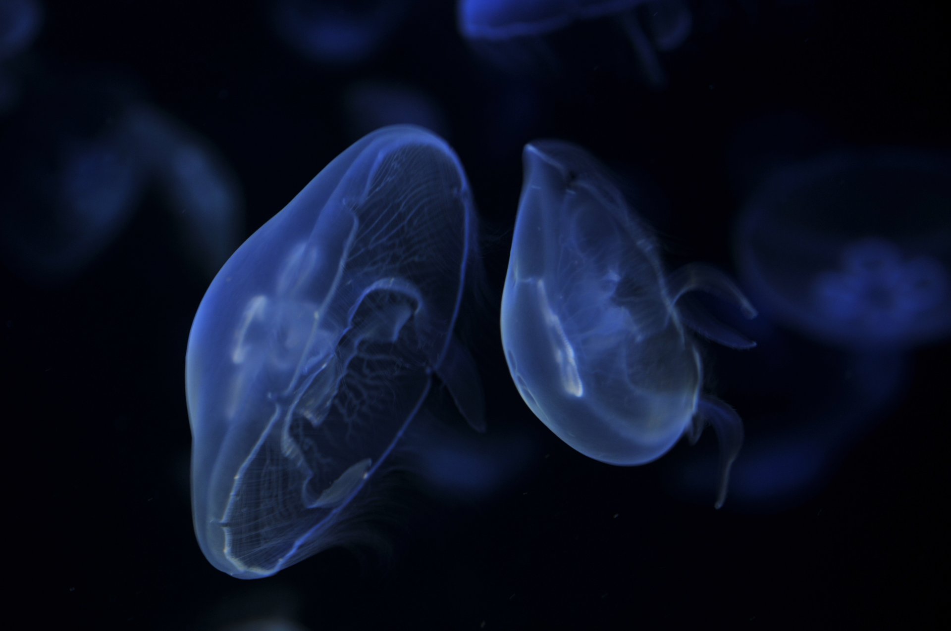 medusas flotando azul oscuro