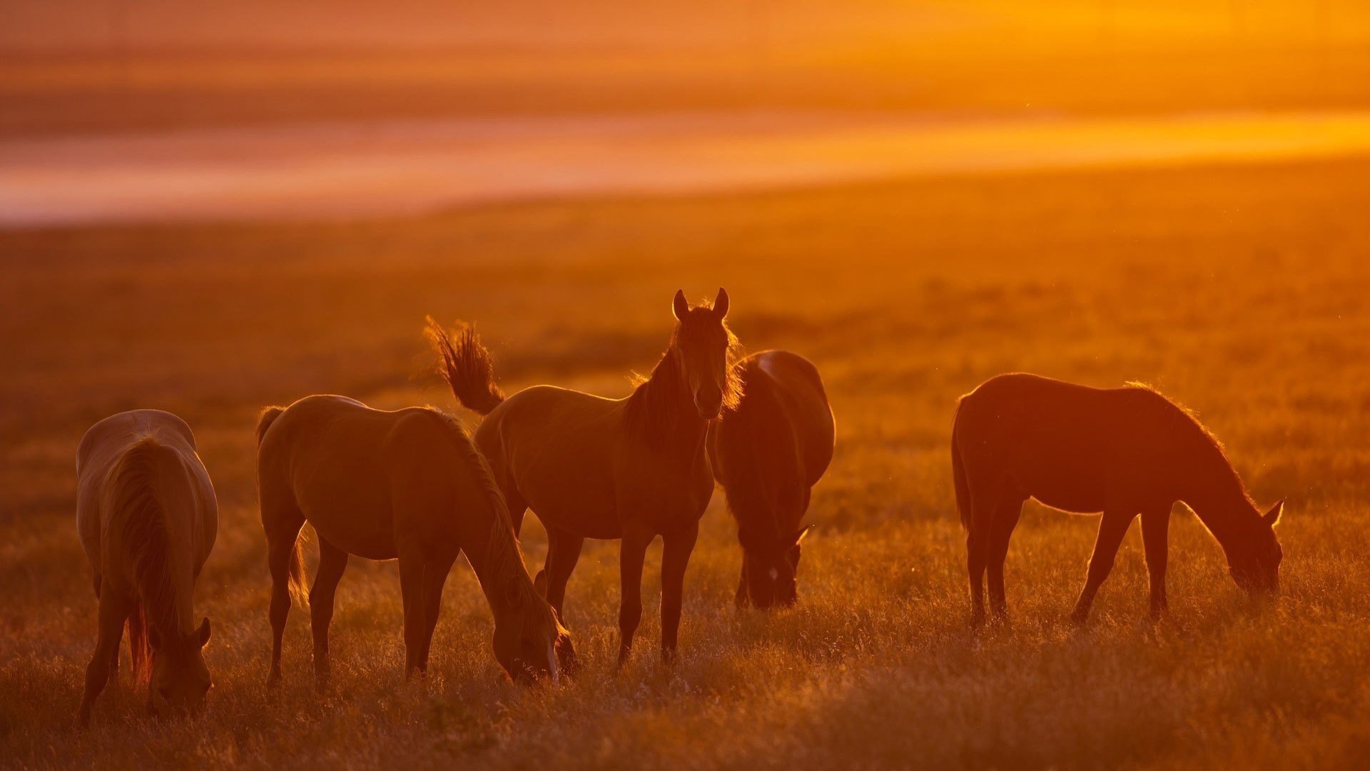 caballos caballos manada naranja luz sol naturaleza pasto hd