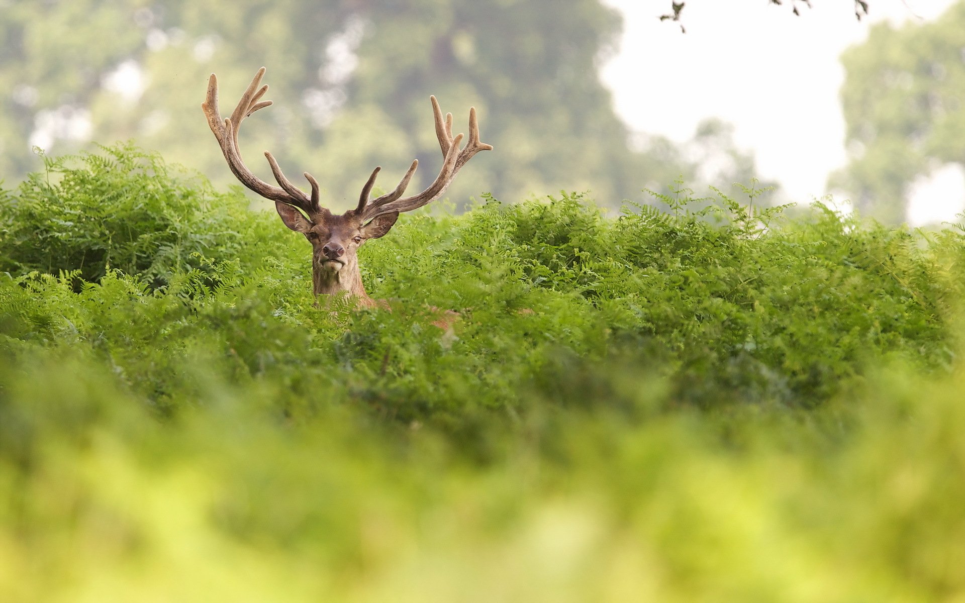 reindeer nature summer