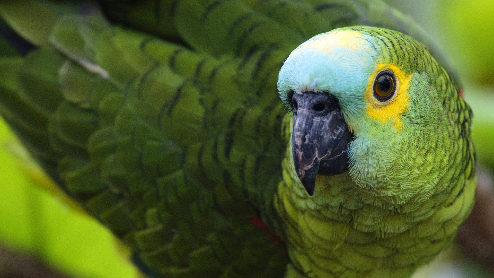 uccello pappagallo becco piume colore