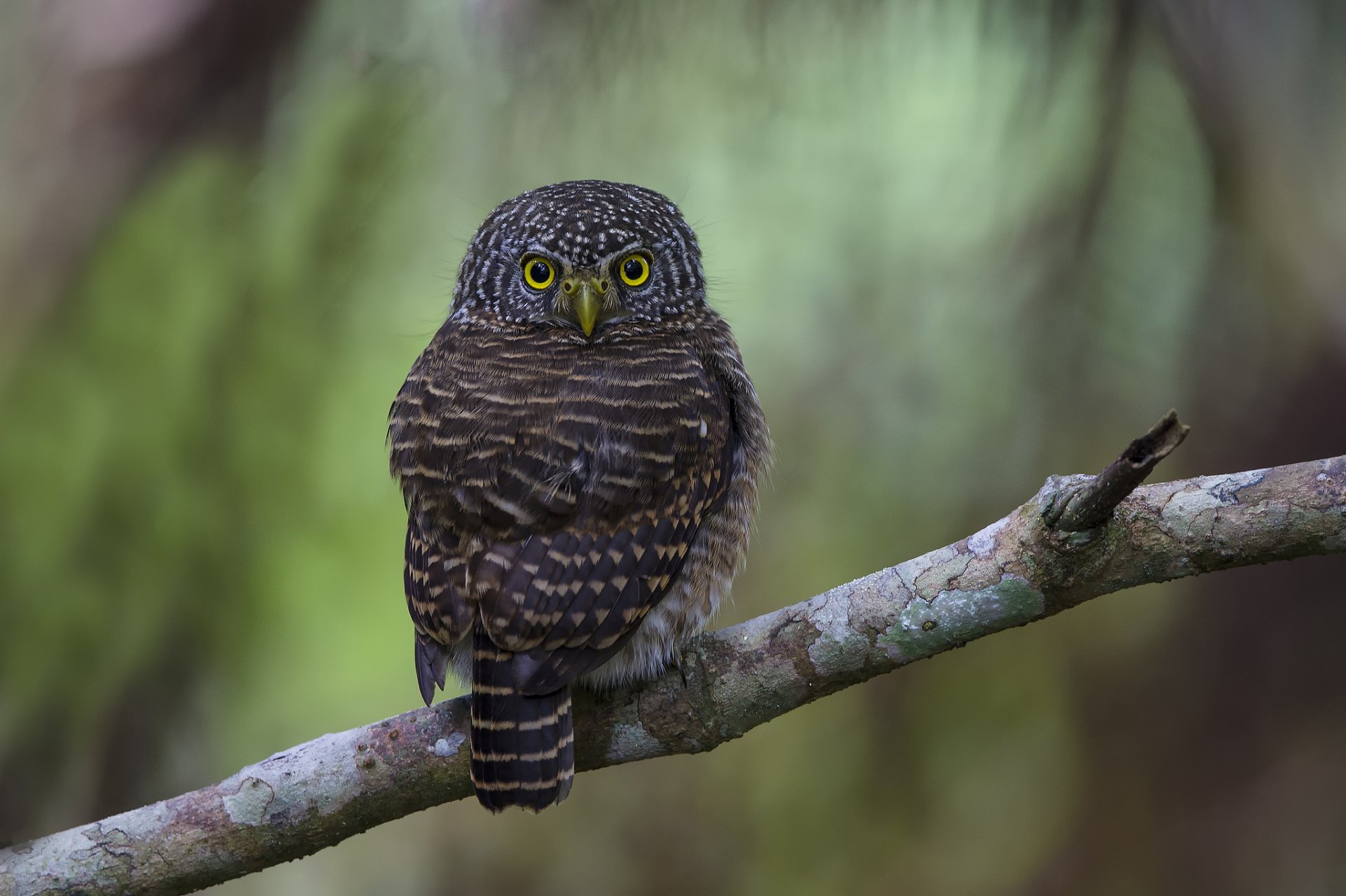 branch poultry owl