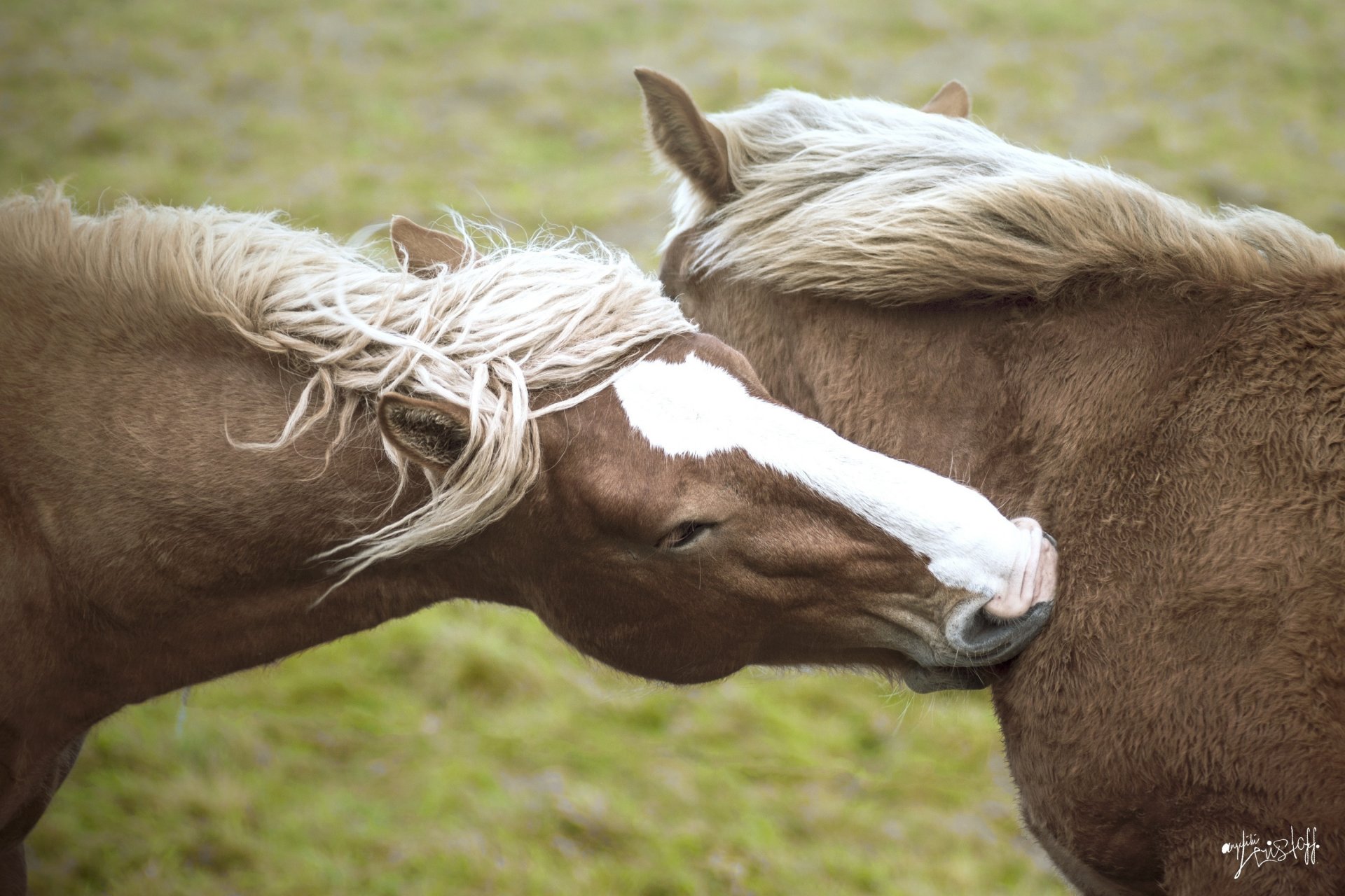 caballos caballos pareja hocico melena amistad