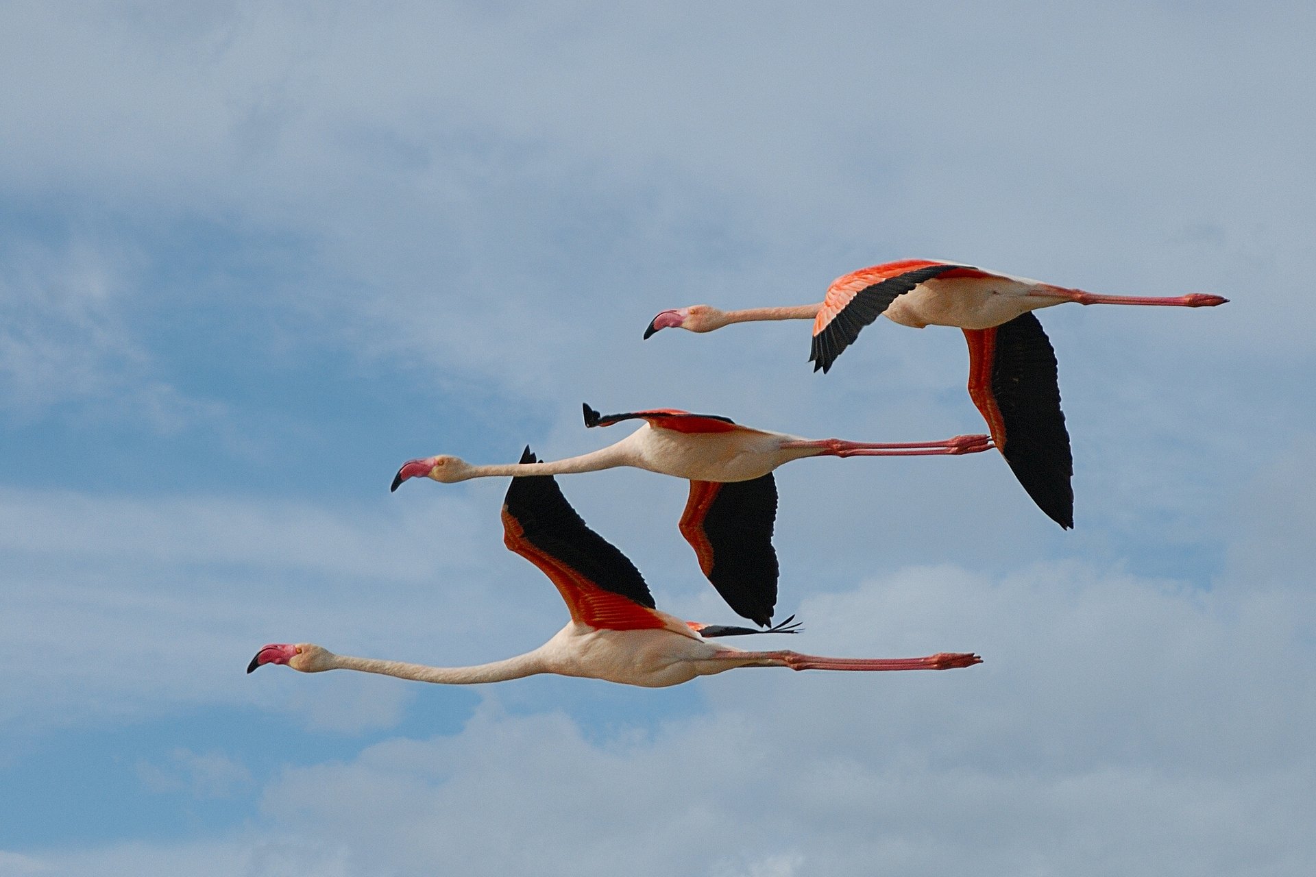 flamingi ptaki trio