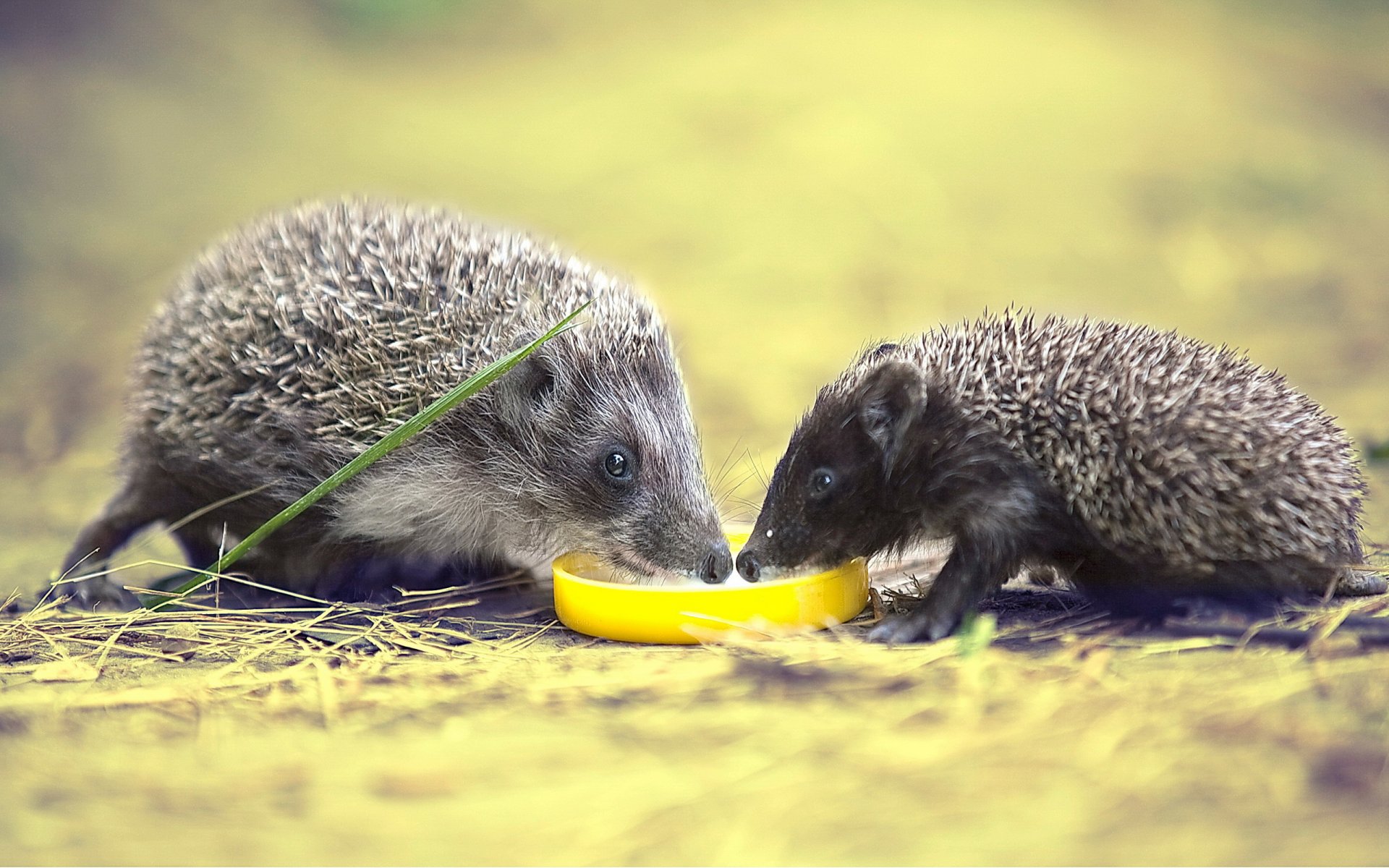 igel natur hintergrund