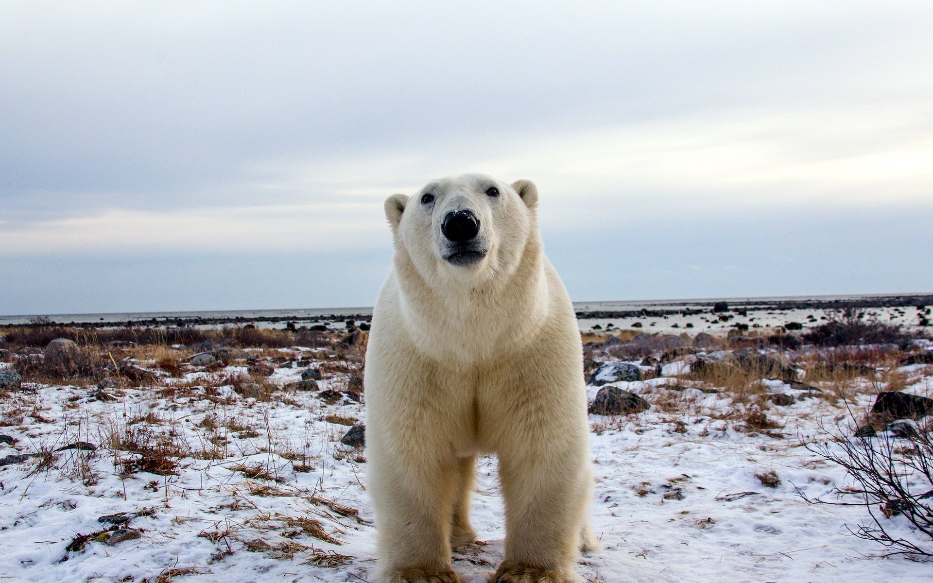 orso bianco natura