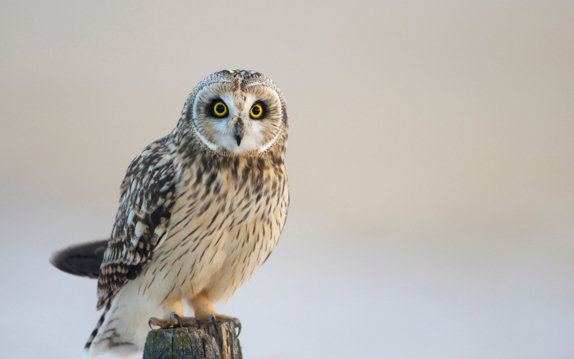 vogel eule natur