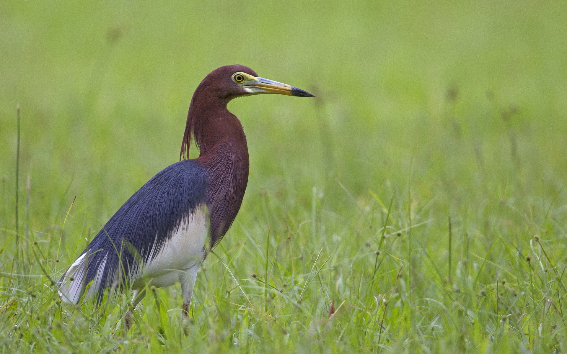 grass poultry heron