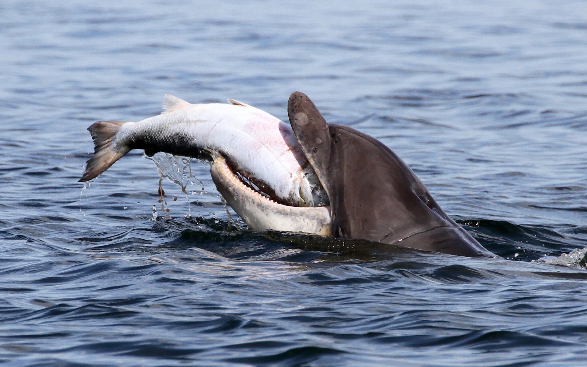 moray firth zatoka mori firth delfin butlonos ryba łosoś zdobycz