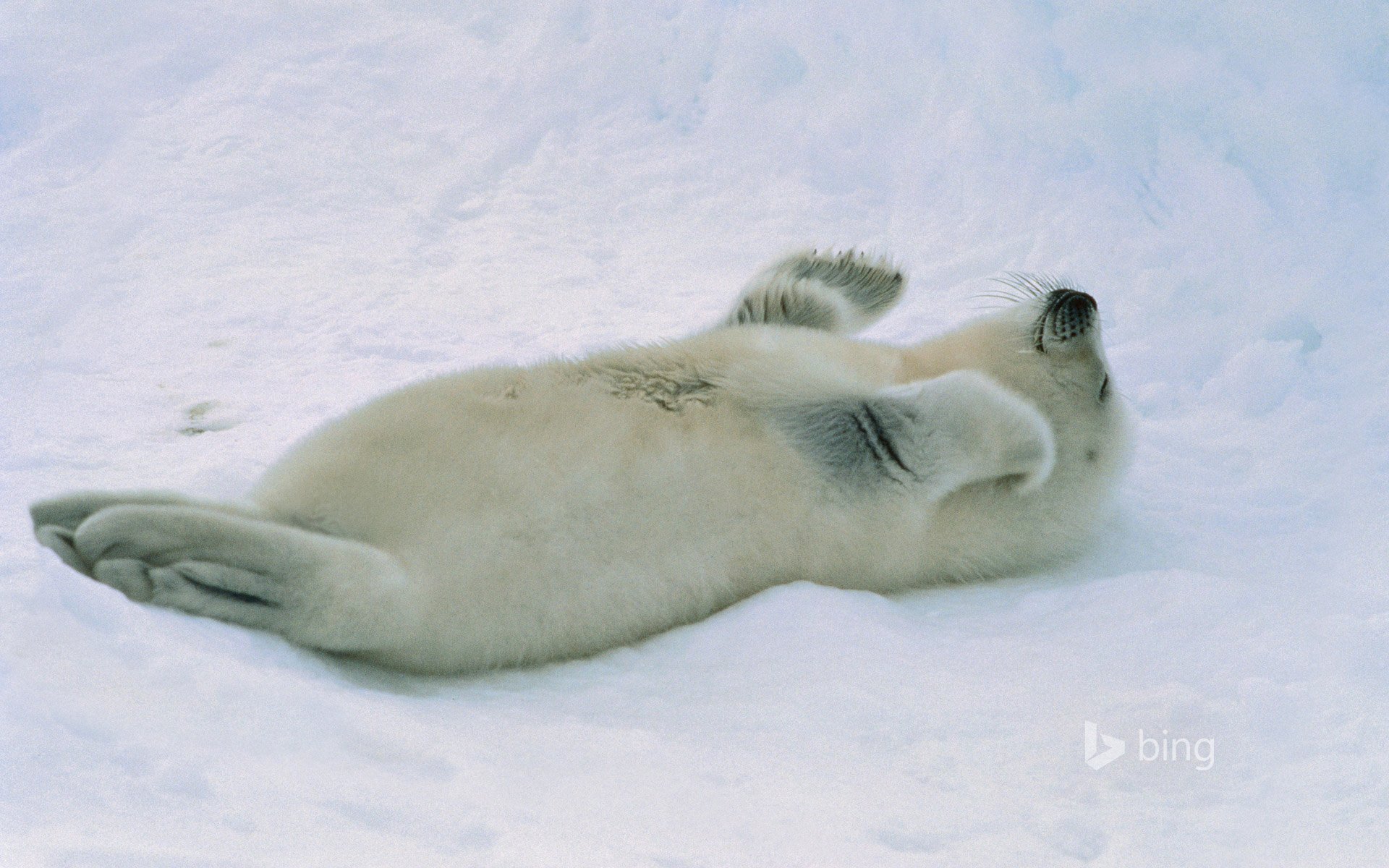 foca cachorro nieve ártico