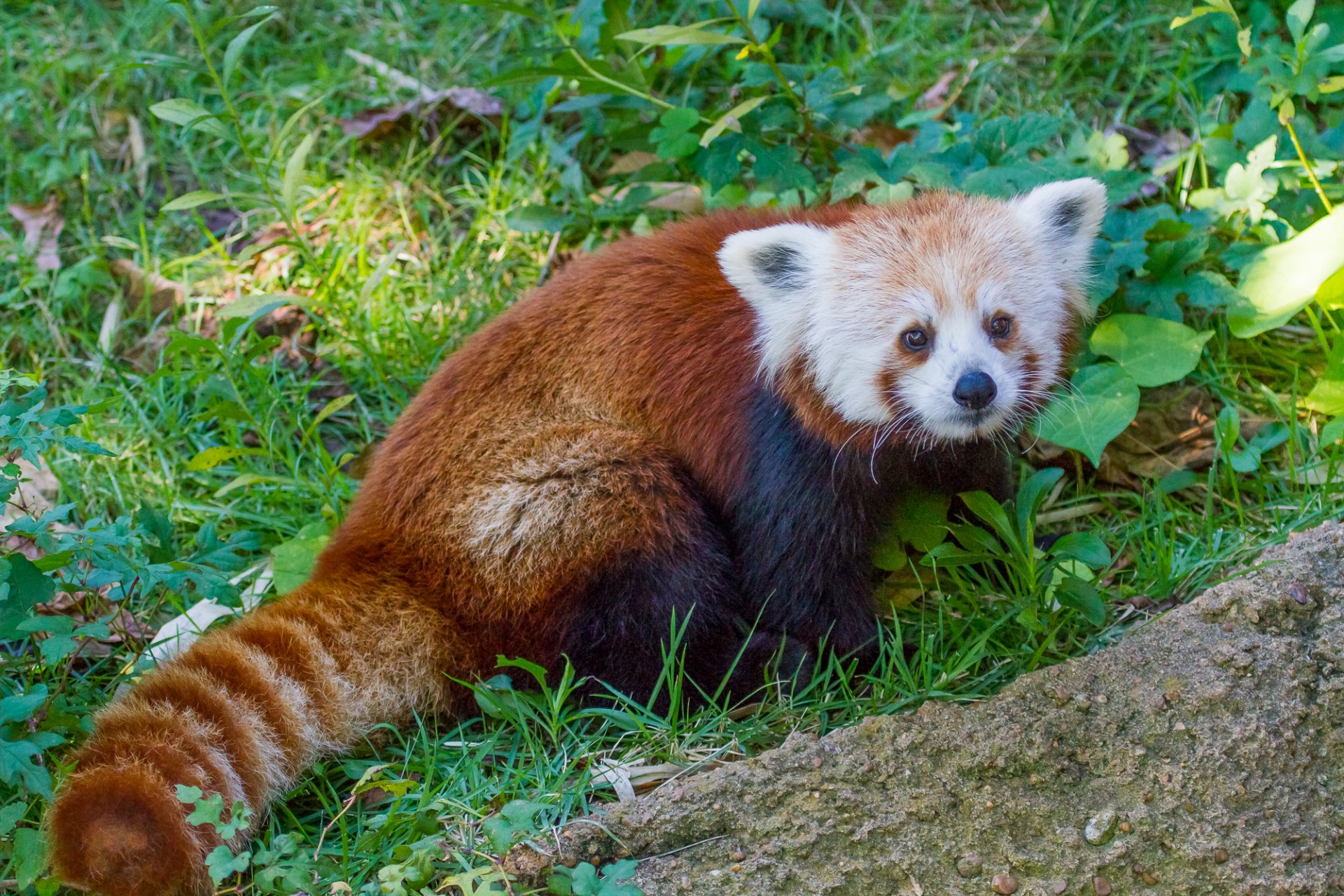 czerwona panda firefox mała panda trawa