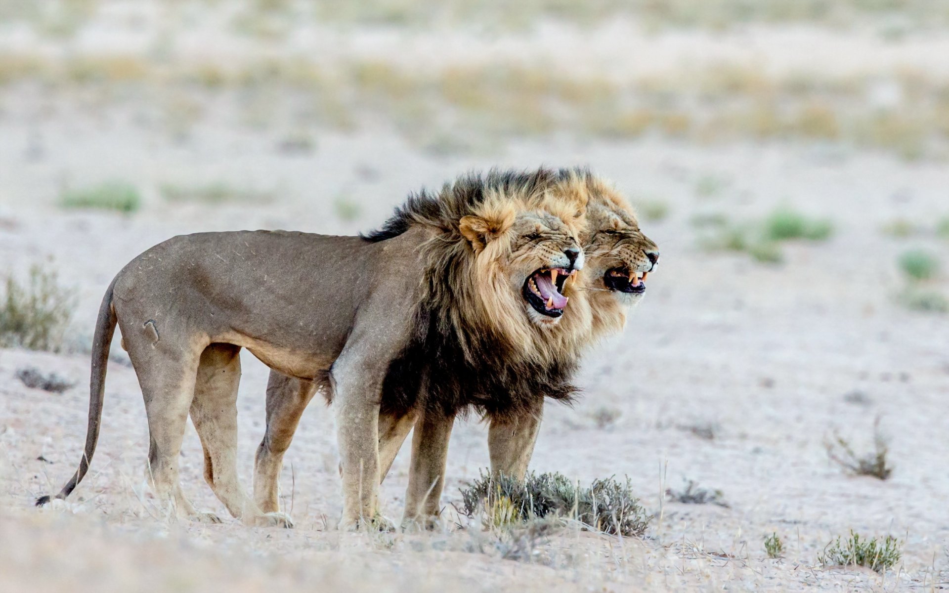 lions nature africa