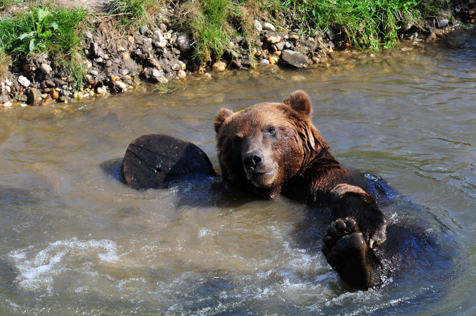 bear teddy bear swimming paw wet