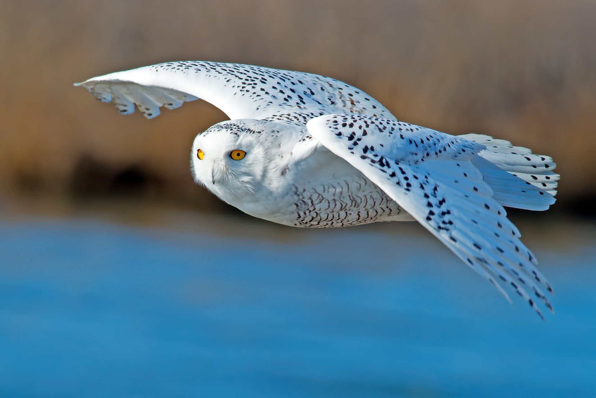 búho polar pájaro alas vuelo