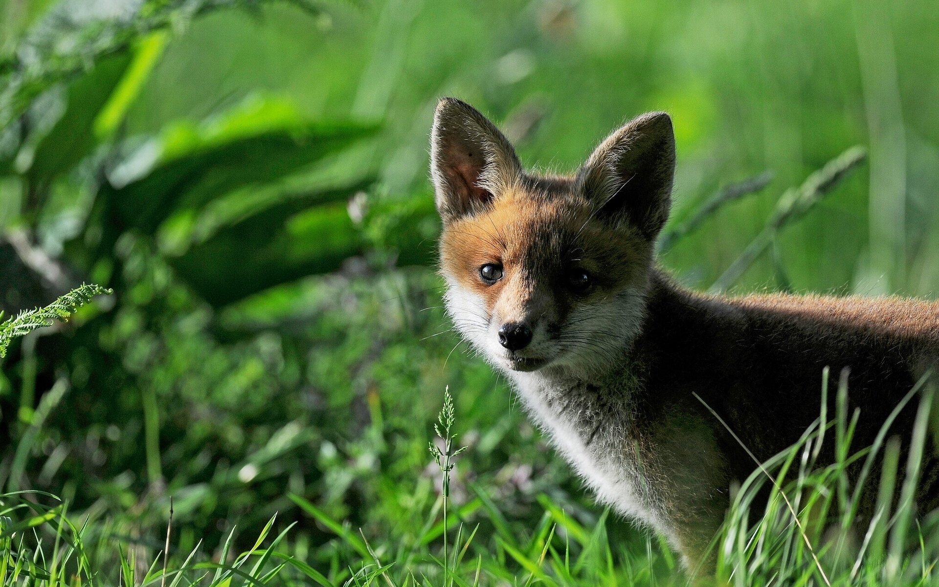 fox fox cub gra