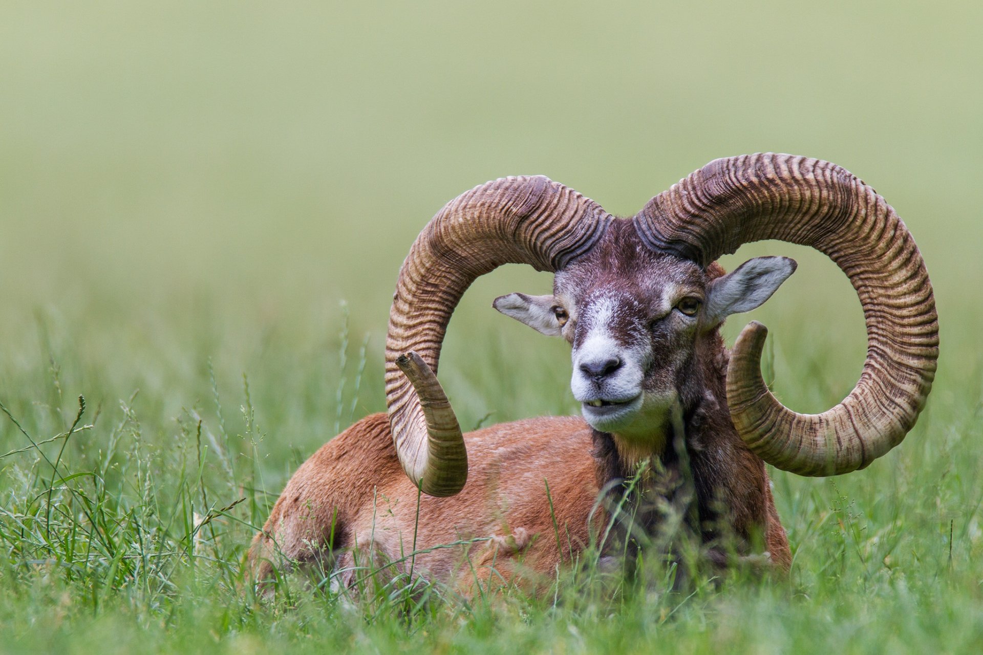 grass mouflon europe horn handsome reserve poing bayern munich