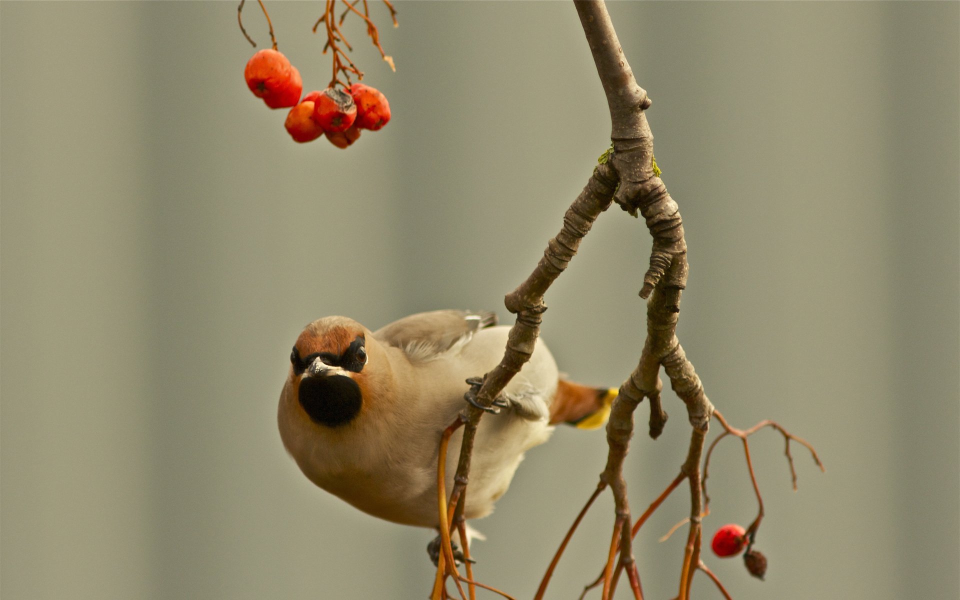 porc oiseau branche baies mise au point automne