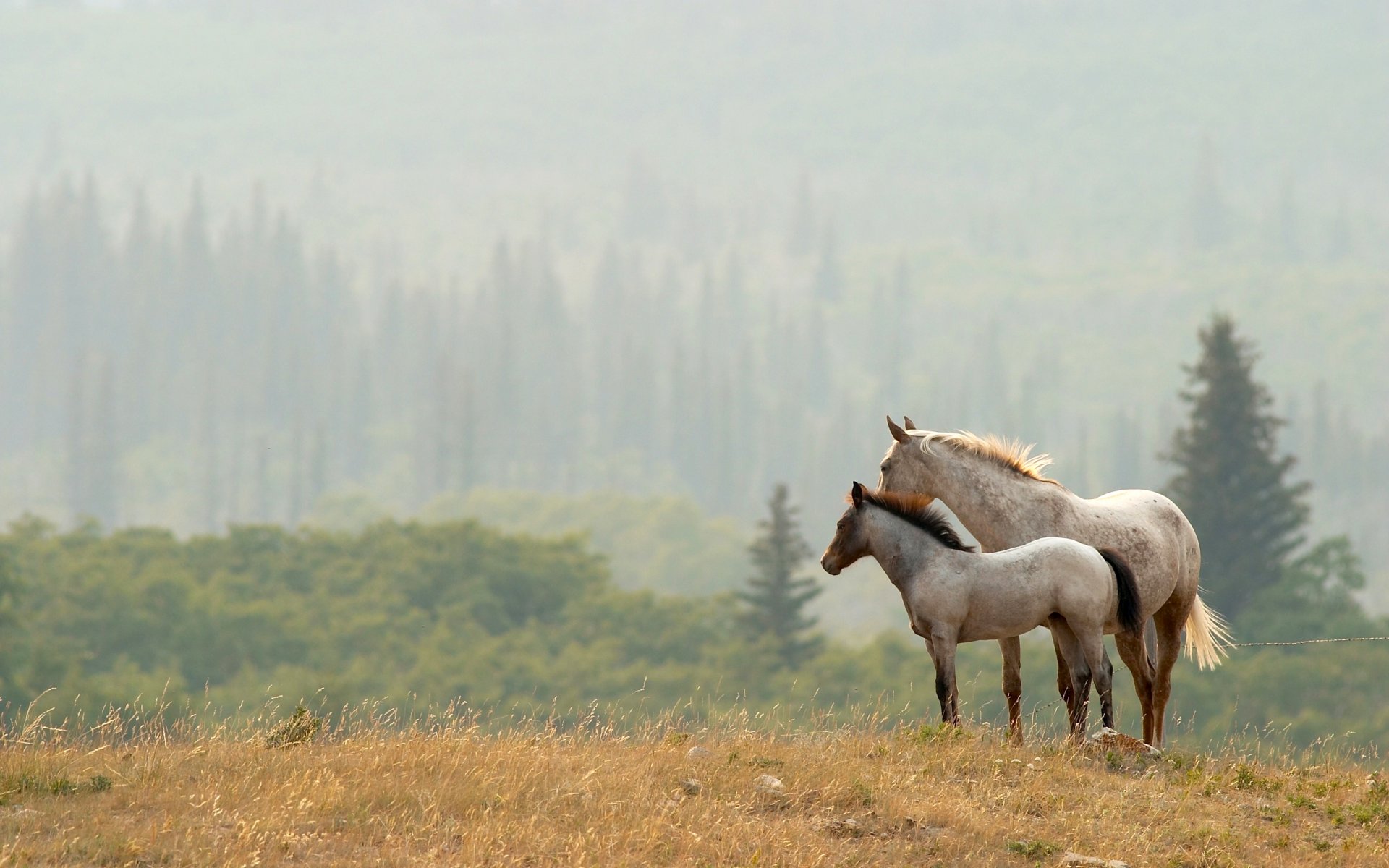 valley forest tree edge horse the pair